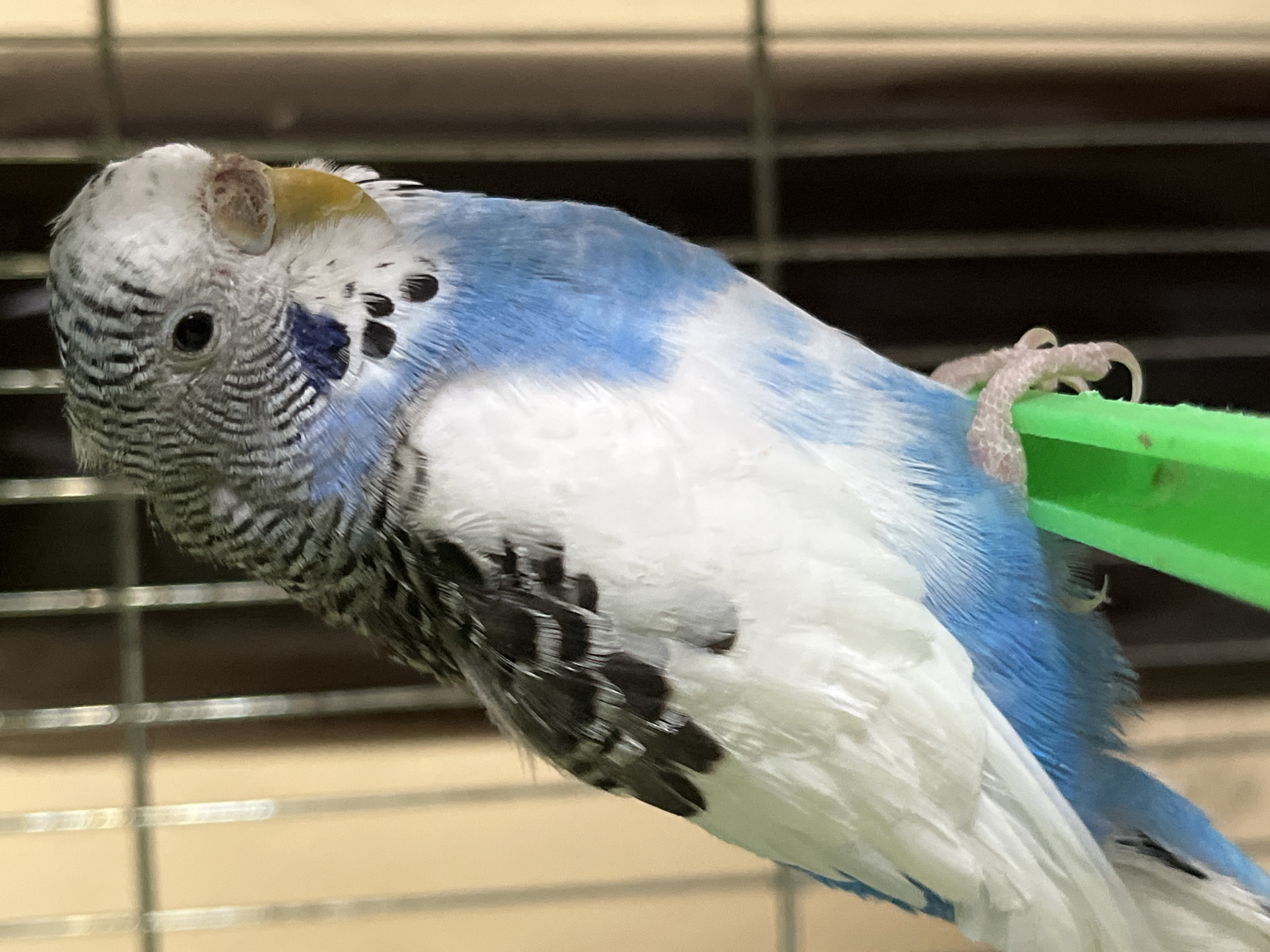 A close-up shows a light blue and white budgerigar (Melopsittacus undulatus) perched with its claw on a green plastic object inside a metal cage. The bird's head is turned towards the viewer, revealing a distinct pattern of black and white stripes on its head and back of the neck. The cere, located above the beak, appears to be abnormal in color and possibly swollen. The feathers on the budgerigar's body are a mix of blue, white, and black. The background suggests the interior of a room with horizontal lines that could be blinds or part of the cage. No definitive information is available within the image to verify the location in Shumen, Bulgaria.