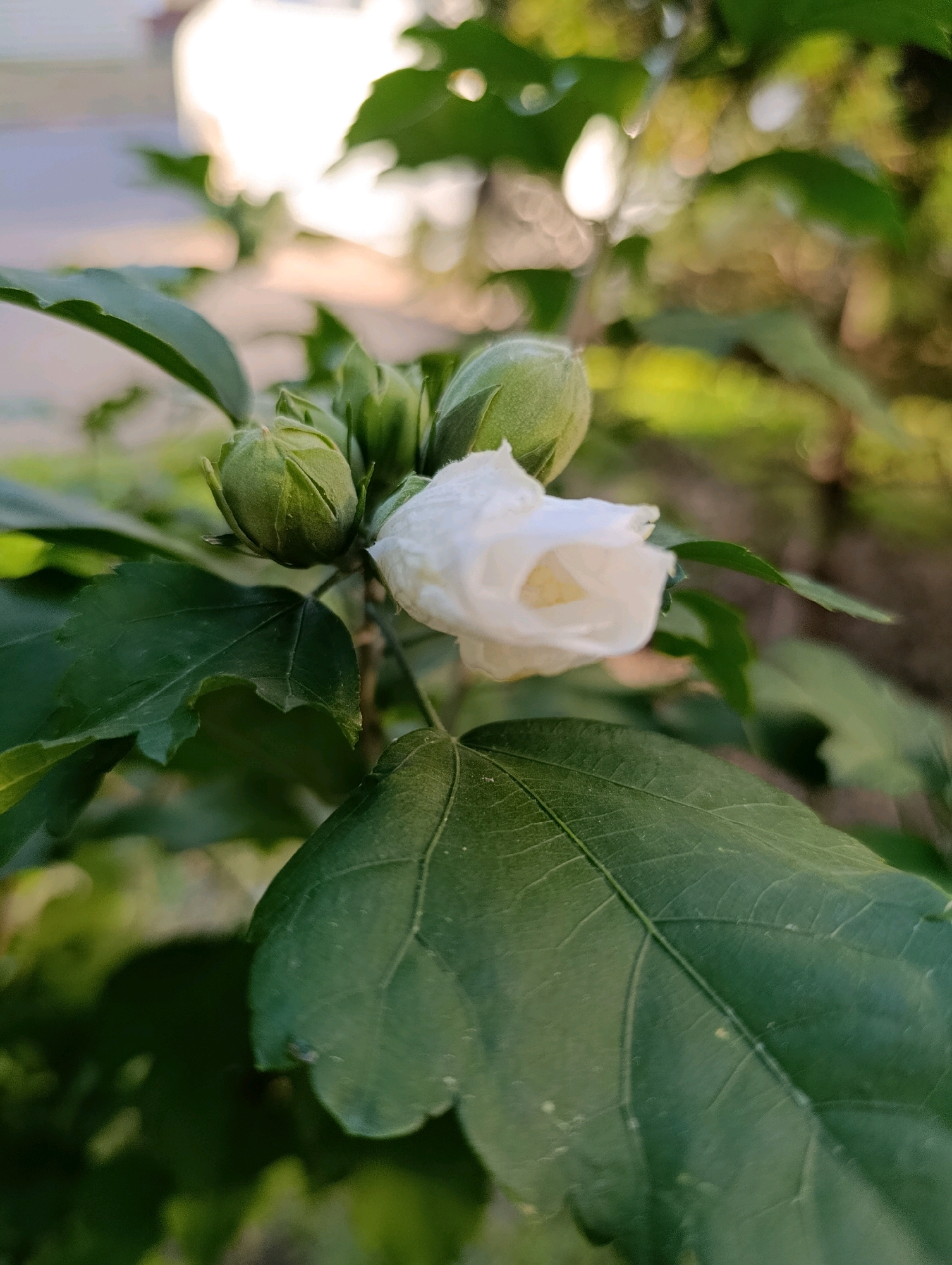 The image is a close-up shot of a white hibiscus flower in bloom, with two green buds still closed. The flower is positioned slightly to the right of the frame, with its petals unfurling to reveal a yellowish center. Several large, dark green hibiscus leaves are visible in the foreground and background, some showing clear vein patterns. The lighting suggests it is daytime, with sunlight filtering through the leaves, creating a bokeh effect in the background with blurred green and white circular highlights. The setting appears to be a garden or park area, with elements of an outdoor environment evident. There are no people or animals in the image. The overall impression is one of a natural, tranquil scene. There is no information in the image to suggest a specific location in Cherkasy, Ukraine.