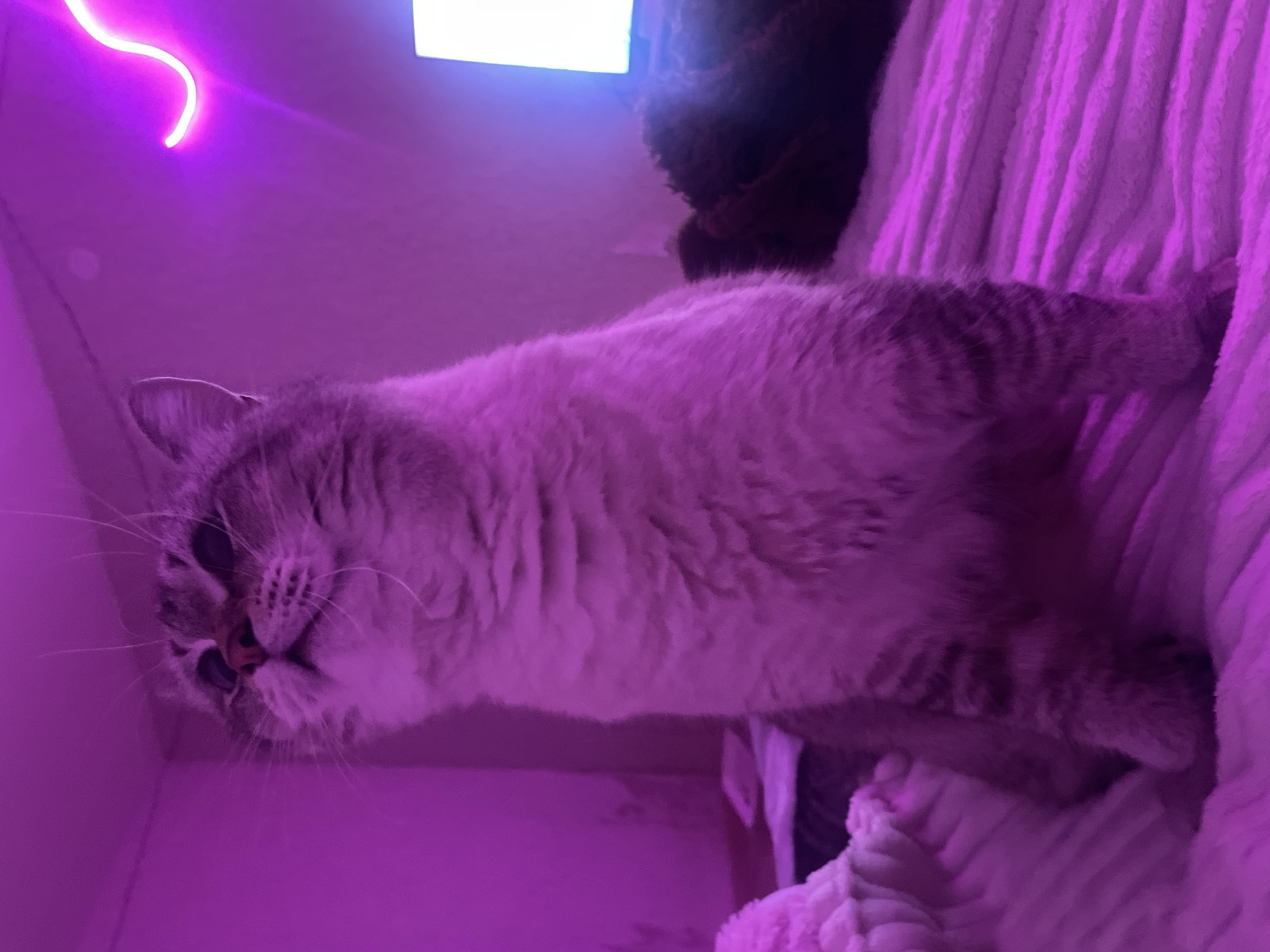 A close-up shot shows a tabby cat with light fur and dark stripes looking towards the camera. The cat's head is tilted down, and its whiskers are fanned out. The image is bathed in purple light from a neon sign. The cat appears to be in a dimly lit room. The background is blurry, but suggests a cozy setting with soft fabrics, possibly a blanket or bed. The overall mood is intimate and relaxed, with the purple lighting adding a touch of mystery or playfulness. The image was taken in Votkinsk, Russia, likely at night or in a room with controlled lighting.
