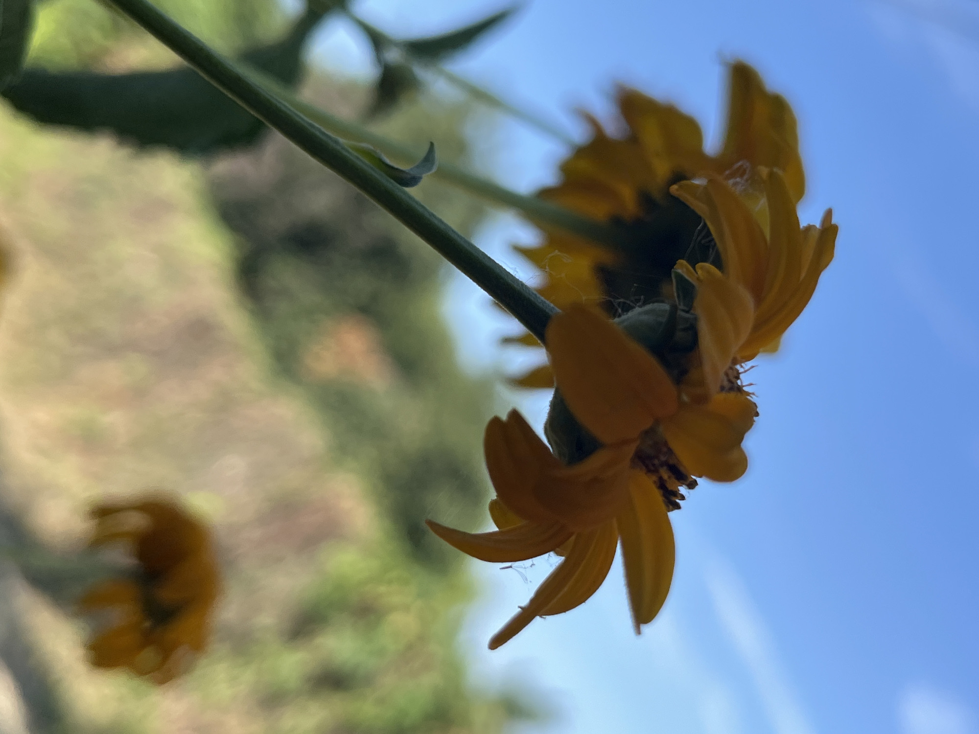 The media file is a close-up, low-angle shot of a few yellow flowers with their petals facing the camera. The flowers are out of focus, with only the front flower in clear view. The background is a blur of green and brown, suggesting an outdoor setting with foliage and possibly some soil. The sky is visible in the upper right corner of the image, appearing clear and blue, indicating daylight. The flowers are delicate, with thin, elongated petals. There are also some spiderwebs visible on the petals of the front flower. The overall impression is one of natural beauty and tranquility. The location context is Dnipro, Ukraine, and the time of day is likely daytime given the blue sky. There is no visible text in the media file.