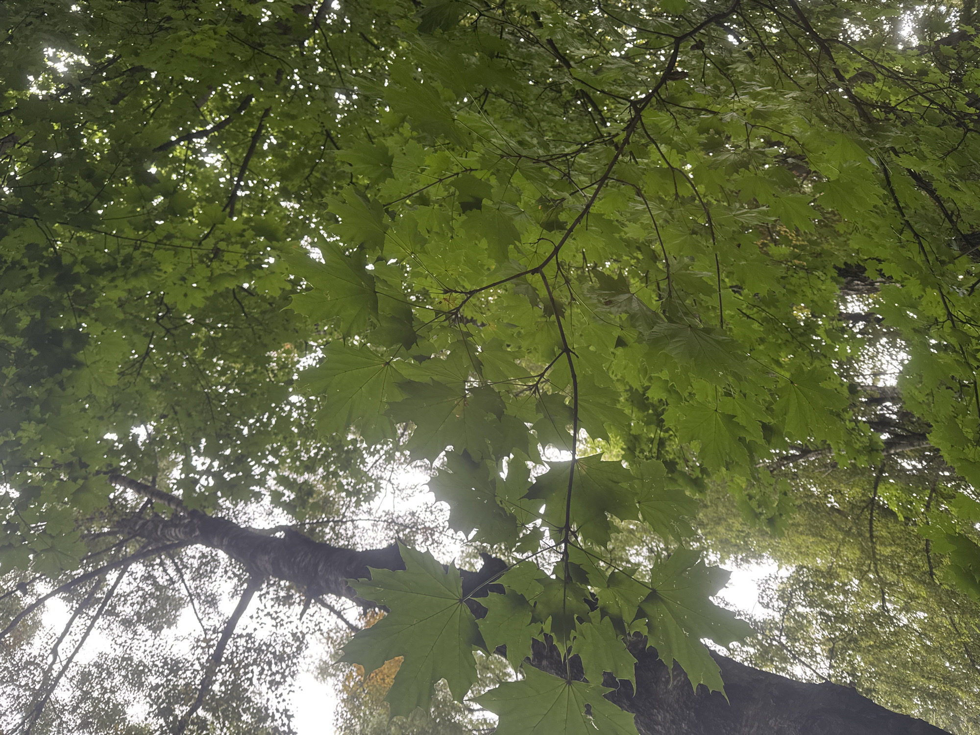 A low-angle shot looks up into a dense canopy of green maple leaves with sunlight filtering through, creating a dappled effect. A thick, dark tree trunk is visible on the left side of the frame, its bark rough and textured. In the background, more trees with lighter foliage can be seen, some appearing to be birch trees due to their pale bark. The sky is overcast and light, suggesting a cloudy or overcast day. The image appears to be taken in a natural, possibly forested or park-like setting, consistent with the environment of Sovkhoza imeni Lenina, Russia. There are no people or any visible signs of human activity in the frame.