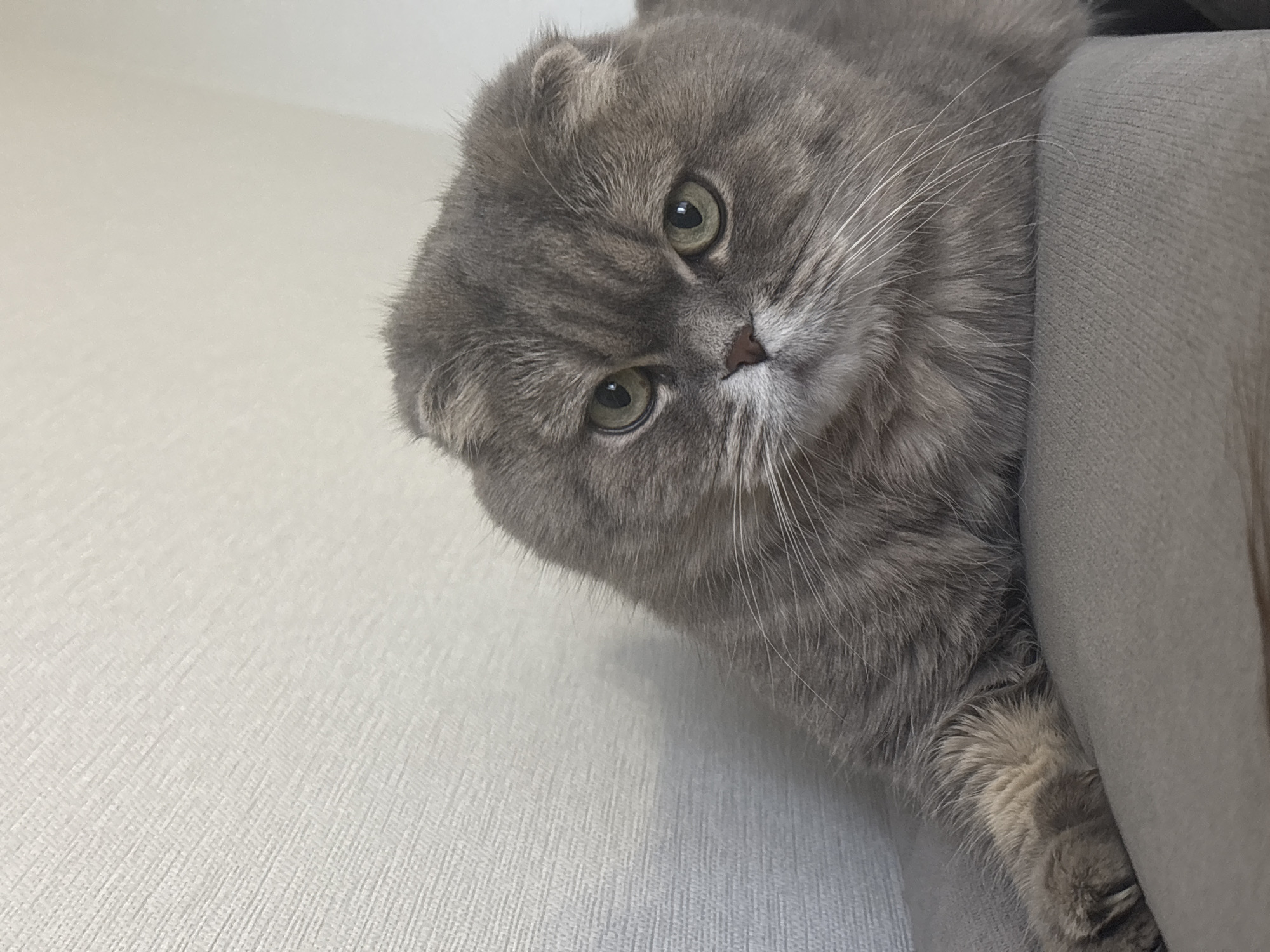 A gray Scottish Fold cat is perched on a gray couch, with its head tilted and looking down towards the viewer. The cat's paws are resting on the couch. The background is a white wall. The location is Chaikovsky, Russia.