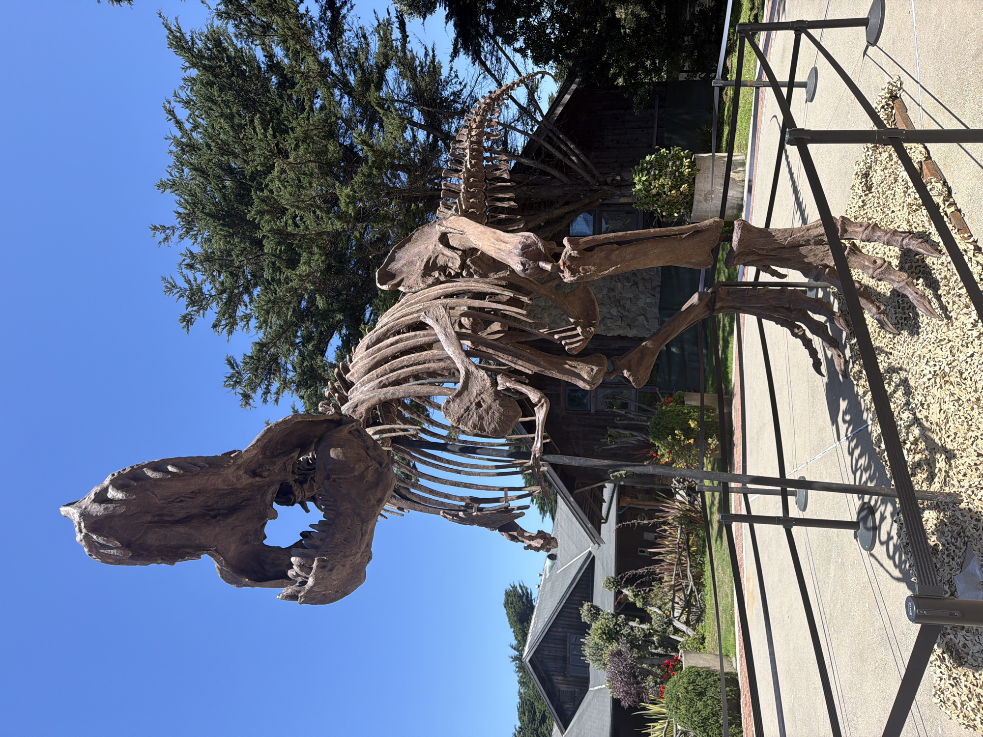 An outdoor, eye-level, medium shot captures a full skeletal replica of a Tyrannosaurus Rex dinosaur. The brown, fossilized-looking skeleton is positioned on a gravel-covered base, with a concrete walkway surrounding it. Black stanchions and tape cordon off the exhibit. In the background, several rustic wooden buildings with stone accents are visible, nestled amongst lush green trees. The sky above is a clear, bright blue, suggesting a sunny day. The scene is set in San Francisco, United States of America.