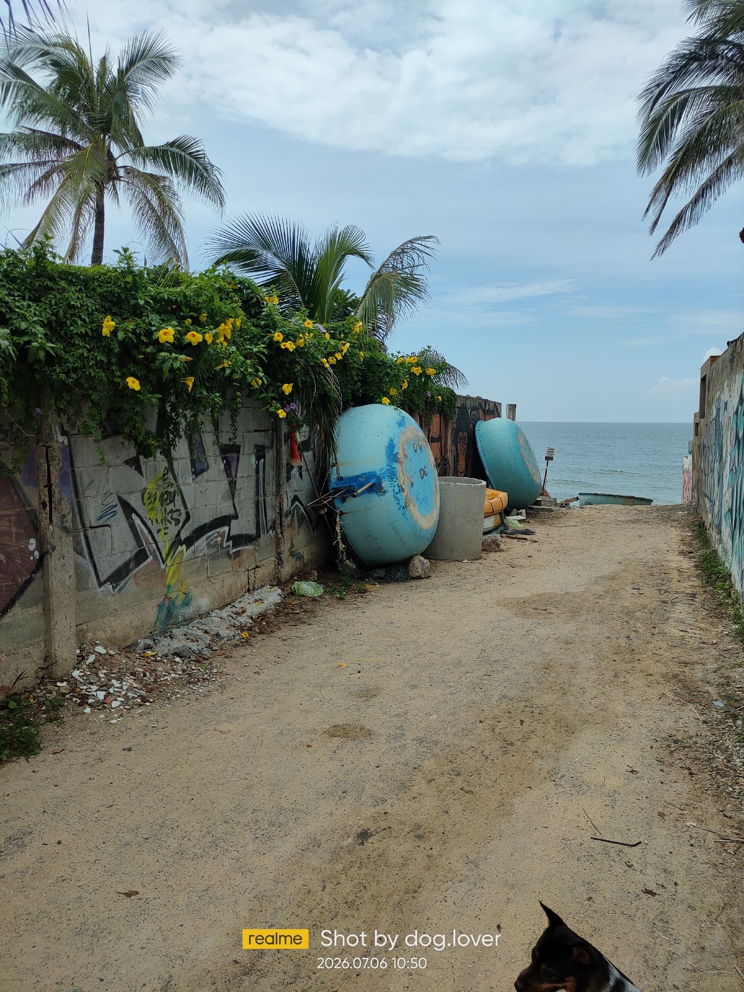 An outdoor pathway leads towards the ocean, flanked by graffiti-covered walls and vegetation. On the left, a concrete wall is adorned with graffiti, topped by dense green foliage with yellow flowers and palm fronds. Two large, light blue spherical objects, possibly buoys or tanks, are positioned on the right side of the pathway, near the wall. A smaller, light blue boat is visible further down the path, closer to the water. The pathway itself is made of dirt and gravel. In the distance, the ocean is visible under a cloudy sky. A dog's head is partially visible in the bottom right corner of the frame. The timestamp "2026.07.06 10:50" and the text "realme Shot by dog.lover" are overlaid on the bottom of the image. This scene appears to be located in Phan Thiết, Vietnam, given the context provided.