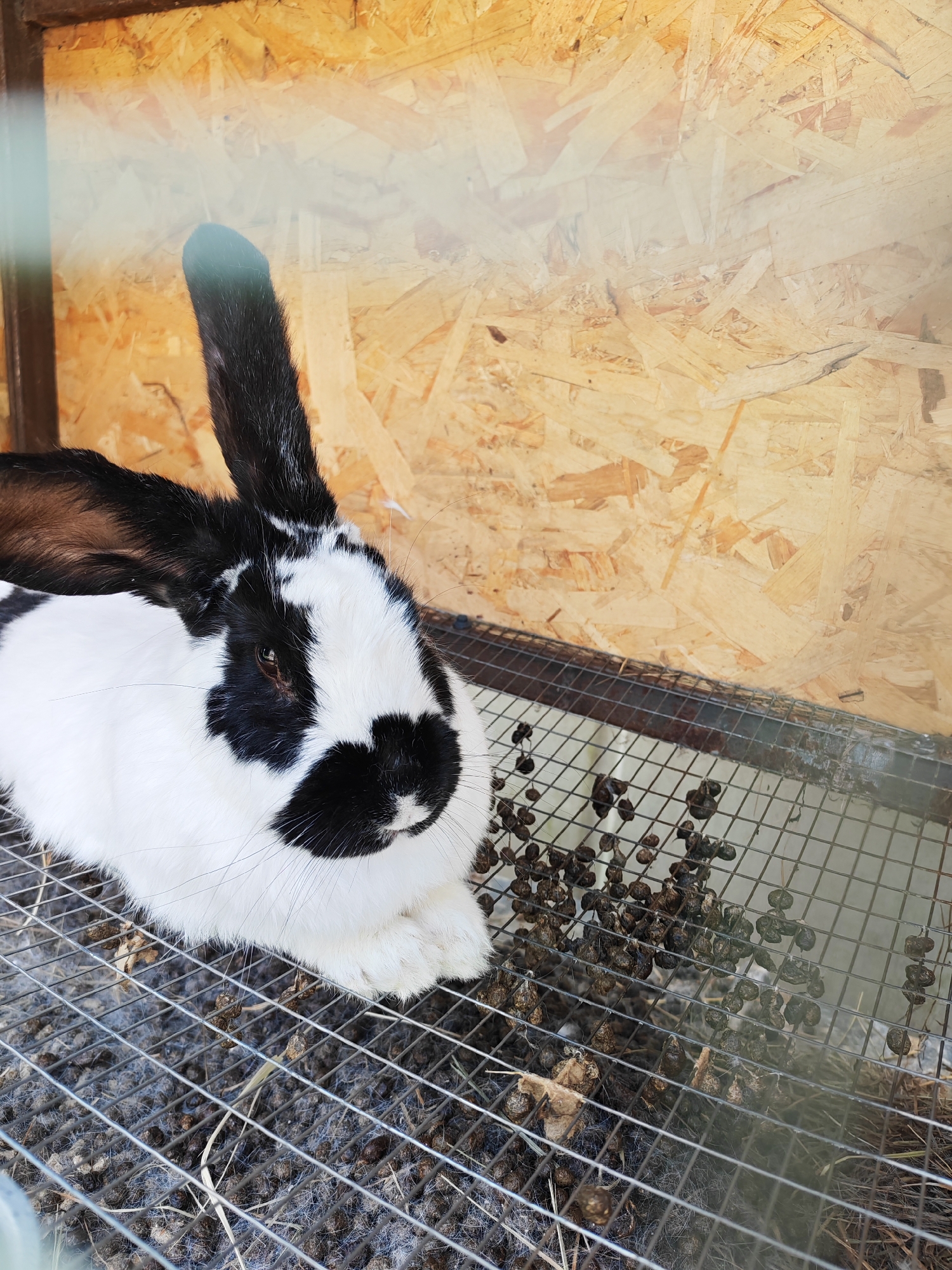 The image captures a black and white rabbit resting inside a cage or hutch. The rabbit has primarily white fur with prominent black markings, including its long, upright left ear, a patch around its left eye, and parts of its snout and chin. Its right ear is also black and partially visible. The rabbit's eye is dark brown. It is positioned on a metallic wire mesh floor, with its front paws tucked beneath its body.
Beneath and scattered on the wire mesh are numerous small, dark, pellet-like rabbit droppings, indicating the cage floor has not been recently cleaned. Also visible on the mesh are strands of fur and some dry organic debris, possibly hay or wood shavings. The background consists of a light brown wooden wall, appearing to be made from oriented strand board (OSB) or plywood, forming the back of the enclosure. A subtle blue-green tint and reflections on the left side suggest a transparent barrier, such as glass or plastic, in the foreground, separating the viewer from the rabbit. The lighting is bright, indicative of daytime. The rabbit appears calm and at rest. No discernible text is visible within the image. The location context provided for the image is Bronnitsy, Russia.