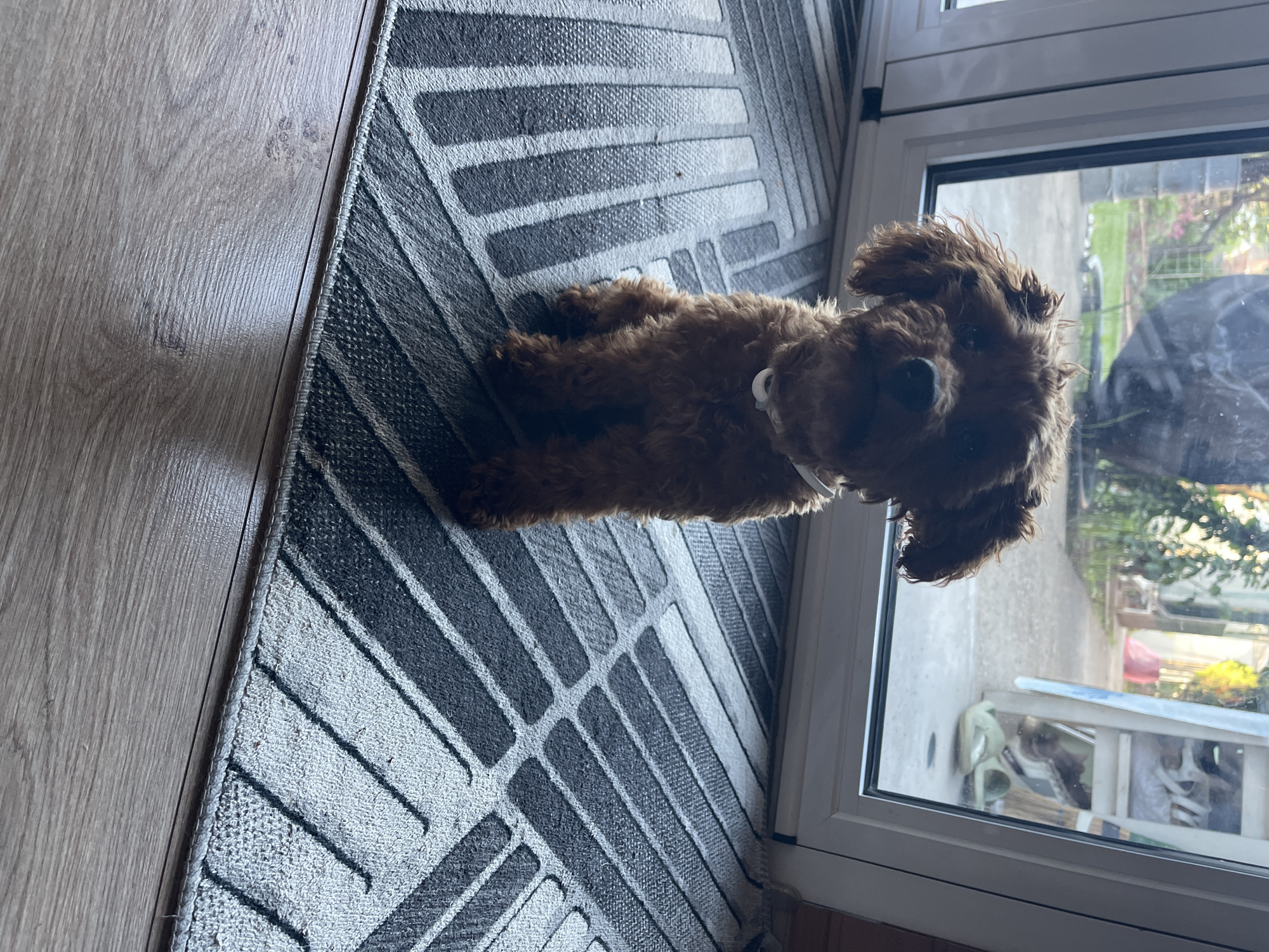 A brown dog is lying on a black and grey rug next to a glass door. Outside the door, there is a partial view of a yard or garden with greenery and what appears to be a ladder or some other equipment. The location is possibly in Sofia, Bulgaria. A section of wooden flooring is visible next to the rug. The dog is wearing a white collar.