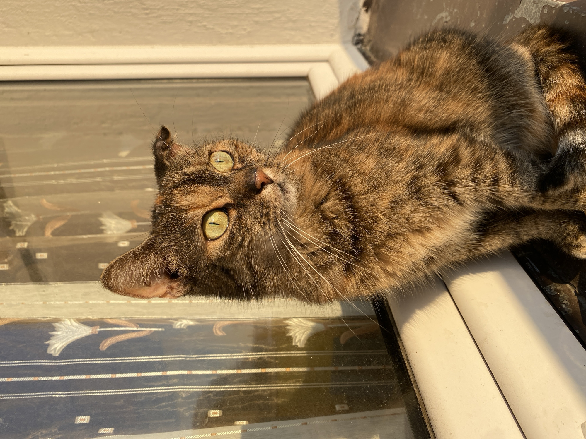 A tortoiseshell cat sits on a window ledge bathed in warm, golden sunlight. The cat's fur is a mosaic of black, brown, and orange, with bright green eyes looking to the right. Its ears are slightly pointed, and its whiskers are long and white. Behind the cat, a window displays sheer curtains with a floral pattern. The window frame is white, and the wall to the right is a light beige color. The scene is consistent with a residential setting, likely a window in a building in Bílina, Czechia, where a cat is enjoying the afternoon sun.