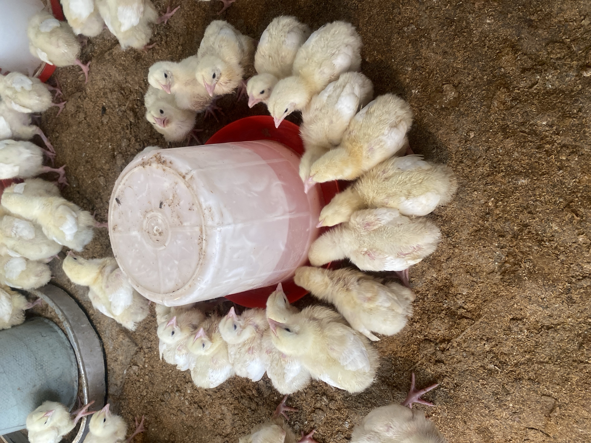 A group of fluffy yellow chicks are gathered around a white plastic feeder in a pen filled with wood shavings or straw. The chicks are small and appear to be very young. Some of them are actively pecking at the food in the feeder, while others are looking around or resting. The lighting suggests it is daytime, and the indoor setting indicates they are likely in a coop or barn. The overall scene depicts a common agricultural setting focused on raising young poultry. There is no visible text in the image.