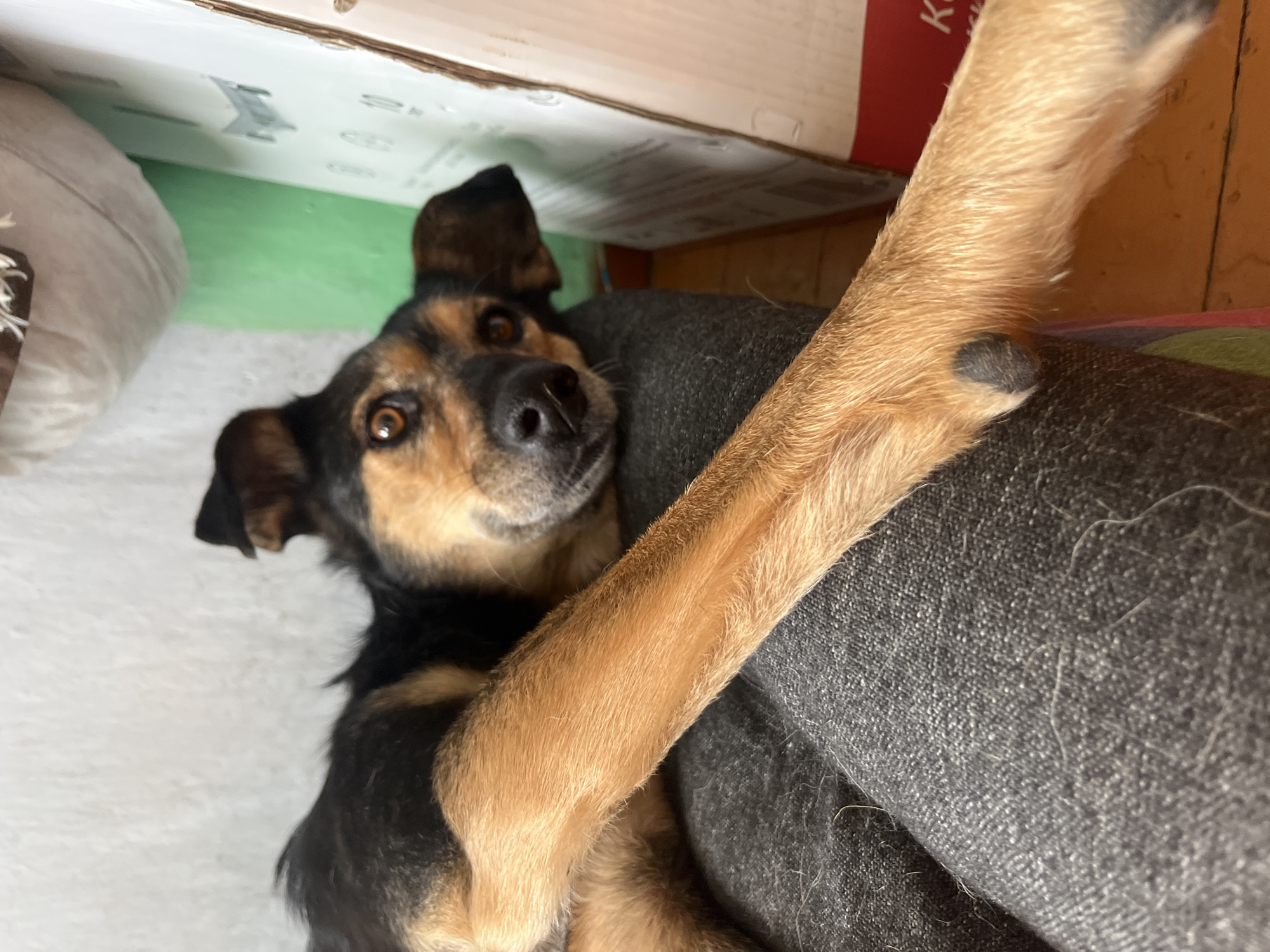 The image shows a close-up, low-angle shot of a German Shepherd mix dog lying down indoors. The dog has black and tan fur and is looking up at the camera with alert brown eyes. Its front leg is draped over what appears to be a person's lap, covered in dark gray textured fabric, likely jeans. The dog's paw is visible, with a dark, circular marking on its fur.
In the background, the scene is somewhat cluttered. Behind the dog, a white cardboard box with some printed text and diagrams is visible, partially obscured by a green surface. To the left, a beige or light gray object, possibly a pillow or cushion, is also in view. The floor appears to be wooden planks. The lighting suggests it is daytime, but the indoor setting makes it difficult to determine the exact time of day or weather conditions.
The dog's expression appears curious and engaged. The overall impression is a casual, home environment. The visible text on the box is partially obscured and appears to be in English, with letters like "K" and "R" discernible. The context of Nizhny Tagil, Russia, is provided but not visually evident in the image itself.