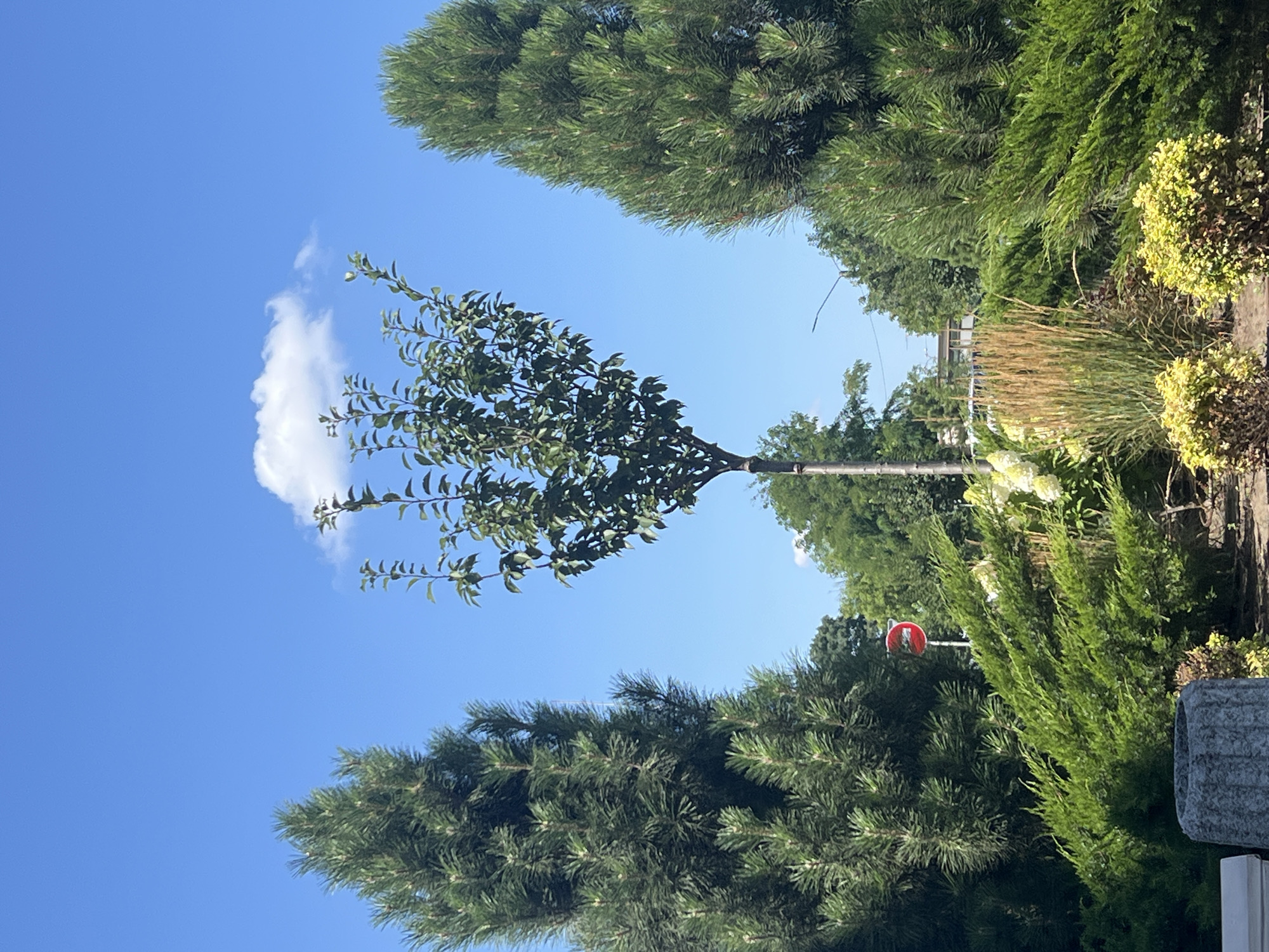 The image depicts an outdoor scene on a sunny day, with a clear blue sky. In the foreground, there is a variety of lush green foliage, including dense, low-lying bushes and taller, conical evergreen trees on either side of a central, slender deciduous tree. The central tree has a distinct shape with branches extending upwards and outwards, sparsely leafed. A single, fluffy white cloud is visible in the upper portion of the sky, to the right of the central tree.
In the middle ground, behind the foreground bushes and to the left of the central tree, a red and white circular traffic sign with a horizontal bar is mounted on a pole. Further back, more trees and greenery are visible, and what appears to be a building or structures can be seen in the distance, partially obscured by foliage. A single streetlight or utility pole extends upwards on the right side of the frame, its top reaching into the sky.
The image also shows the base of a tree trunk and a portion of a textured, cylindrical object in the lower left corner, which could be a planter or decorative element. The ground appears to be covered in dirt or gravel. The overall impression is one of a cultivated outdoor space, possibly a park or landscaped area, within a city environment. The presence of a traffic sign suggests proximity to a road or intersection. The specific location is stated as Fontanka, Ukraine.