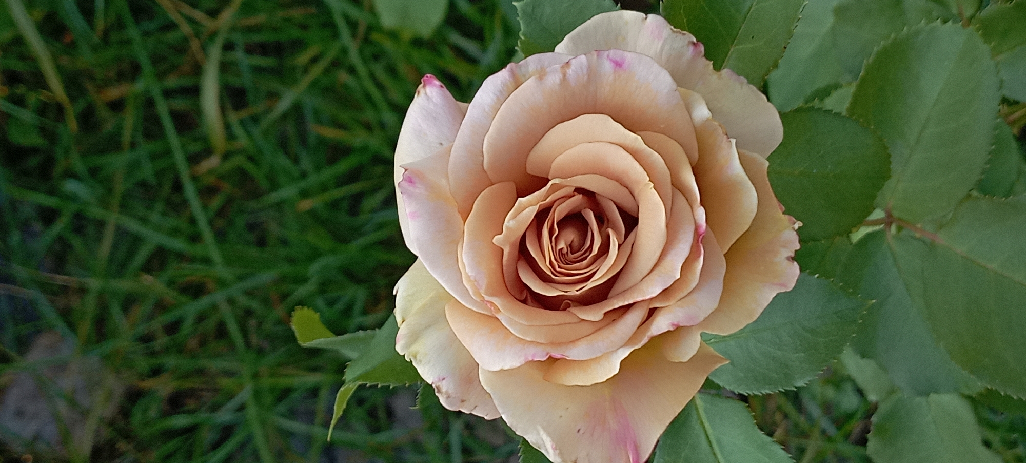A close-up, vertical, outdoor shot shows a single, fully bloomed peach-colored rose against a blurred green grassy background. The rose is positioned in the lower half of the frame, filling most of the width. Its petals are a soft, warm peach with subtle hints of pink and darker reddish-brown at the edges, particularly on the outer petals. The center of the rose exhibits a tightly spiraled arrangement of petals. Dark green leaves are visible surrounding the base of the rose. The background consists of out-of-focus blades of grass, some appearing lighter green and others darker, suggesting a natural, outdoor setting.