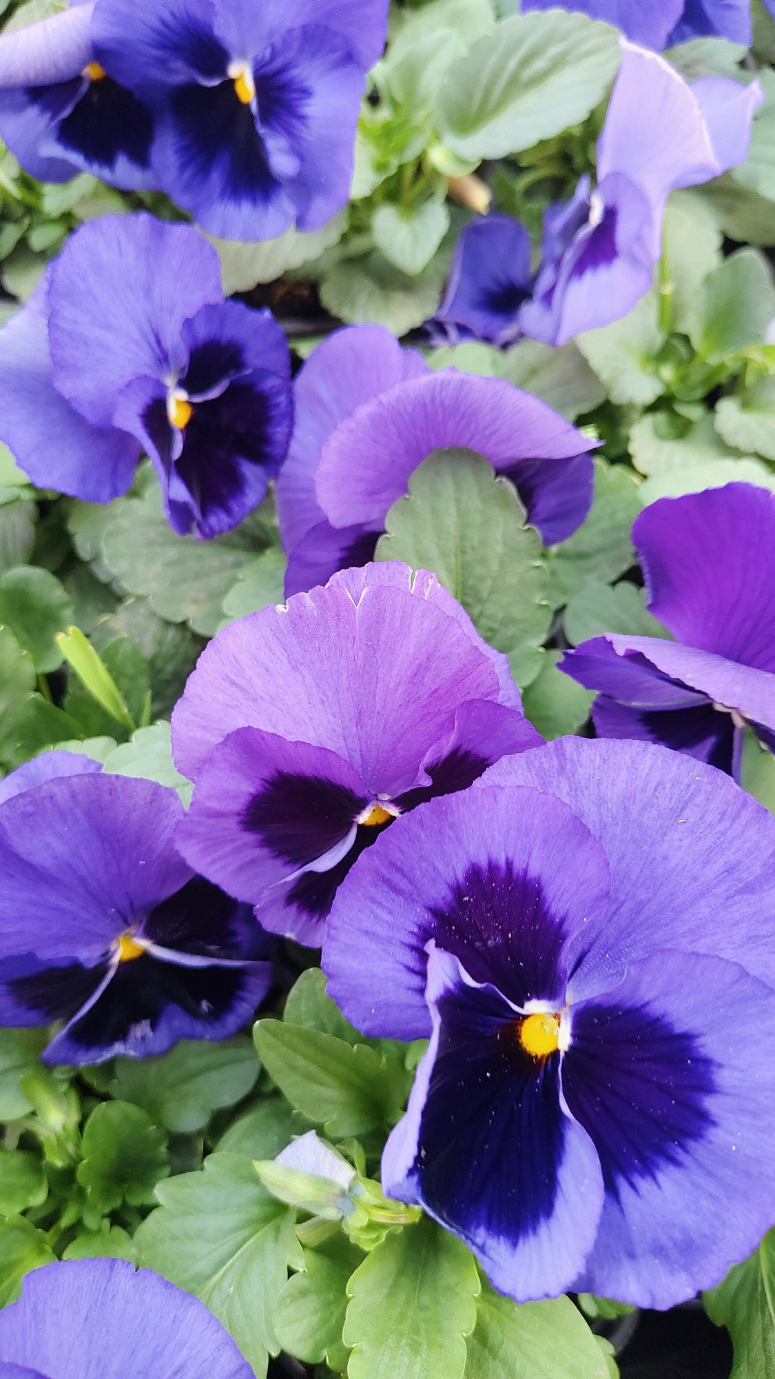 The image displays a close-up view of several pansy flowers, predominantly purple and blue in color, with dark centers and yellow stamens. The flowers are clustered together with green leaves visible in between. The location is not discernible from the image content, and there is no information to suggest the image was taken in Krasnoyarsk, Russia.