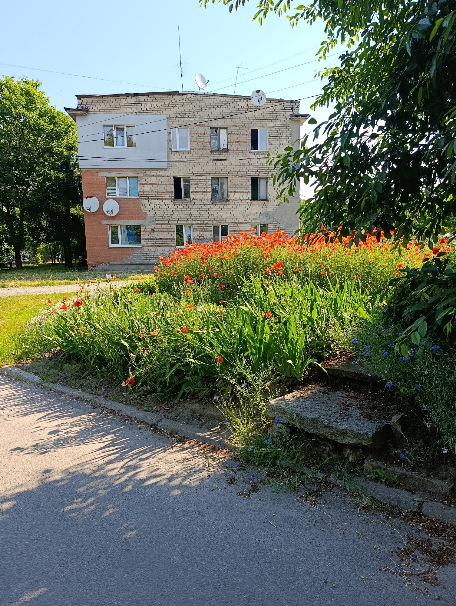 The image depicts a residential building in the city of Doslidne, Ukraine, with a flowerbed of poppies and green foliage in the foreground. The building is a multi-story structure with a brick facade and several satellite dishes mounted on its exterior. The flowerbed is vibrant with red poppies and other greenery, and a section of a paved road with shadows from trees is visible in the lower part of the image. A few blue flowers are interspersed among the green plants.