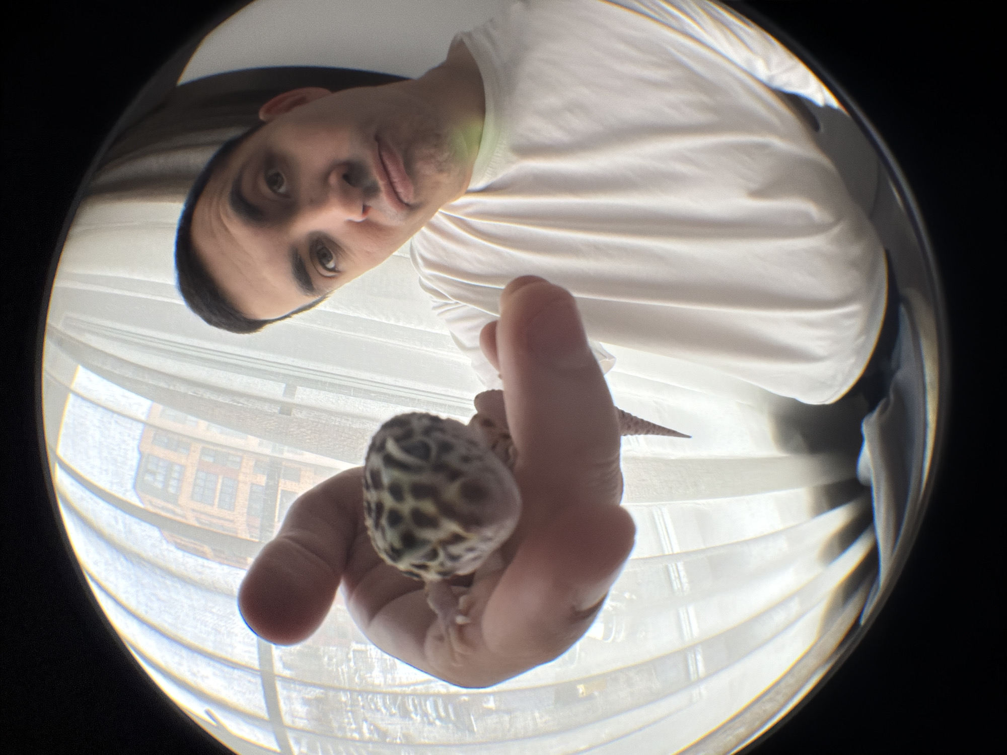A fish-eye lens image features a man holding a leopard gecko in his hand. The man is wearing a white t-shirt and looking down at the gecko. The gecko is in the center of the image. Behind the man and gecko, a window with drawn blinds reveals a building outside. The location is undetermined. The image does not give any information about the location in the city of Izhevsk, Russia. The image is captured from a close-up, low-angle perspective.