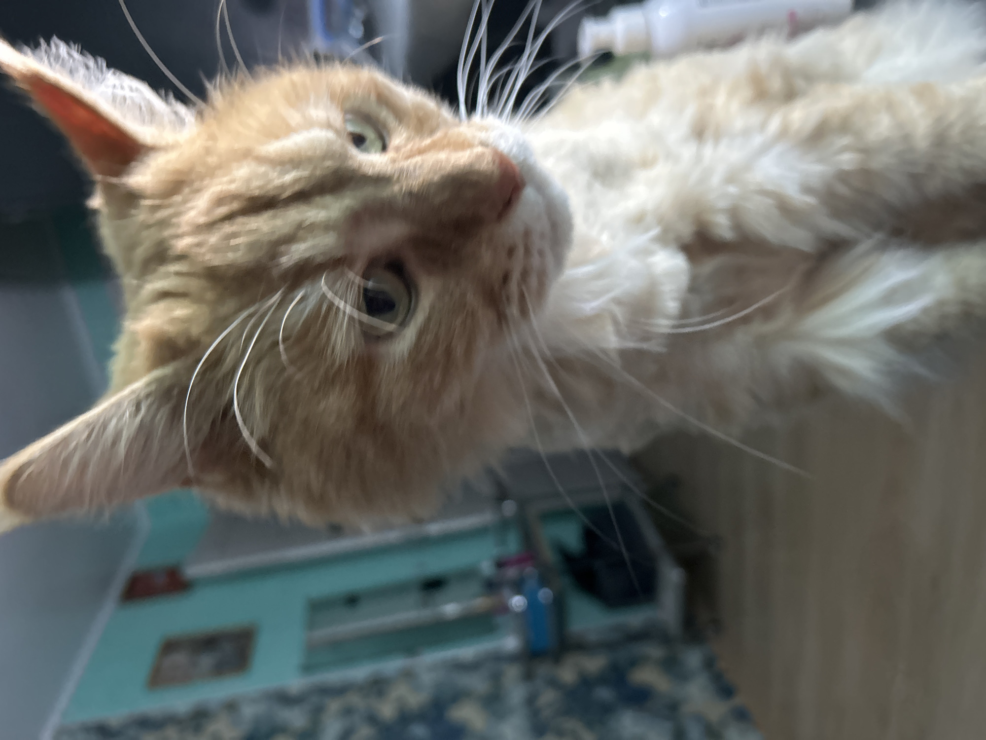 The image shows a close-up of an orange tabby cat's head and chest. The cat is looking downwards and slightly to the right of the camera. Its fur is long and fluffy, particularly around its neck. The cat has green eyes and long white whiskers. In the background, a teal-colored wall is visible with a framed picture hanging on it. To the left of the cat, a blurred out pattern of blue and white fabric can be seen, possibly upholstery or curtains. Further back, a blurred out shelf unit with various items is present. To the right of the cat, a white bottle is partially visible. The floor appears to be made of light-colored wood. The overall impression is of an indoor setting, likely a home. There is no discernible information within the image that would indicate its location in Tugulym, Russia.