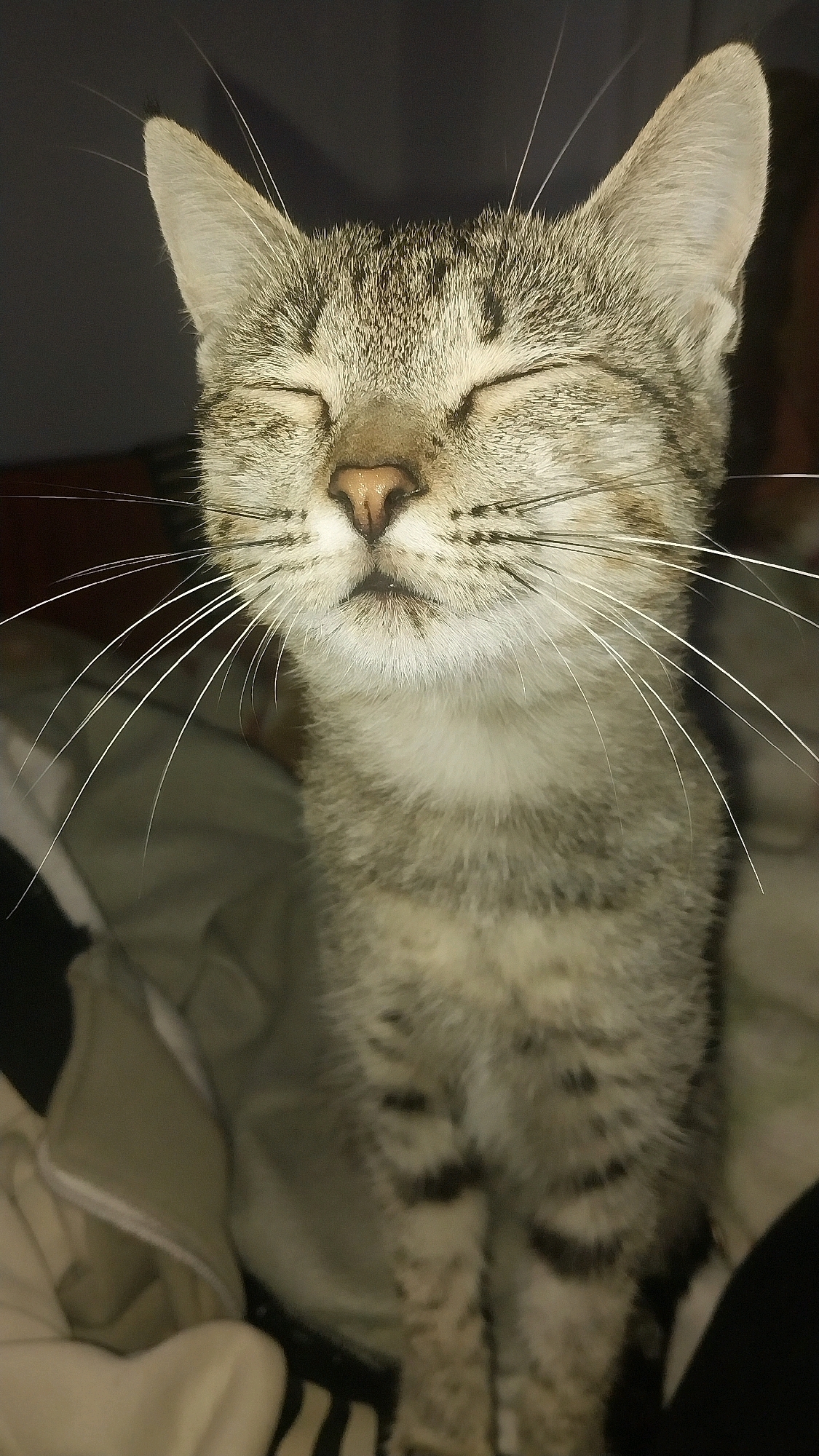 A close-up, eye-level shot shows a tabby cat with its eyes closed. The cat's fur is a mix of grey, brown, and black stripes, with white fur on its chest and chin. Its long white whiskers fan out from its nose. The cat appears to be resting or sleeping on a soft surface, possibly a bed or couch, as indicated by the blurred fabric in the background. The lighting is dim, suggesting an indoor setting. The image does not contain any identifiable landmarks or features that would allow for its location to be determined within Jar-Kyshtak, Kyrgyzstan, or any other specific city.