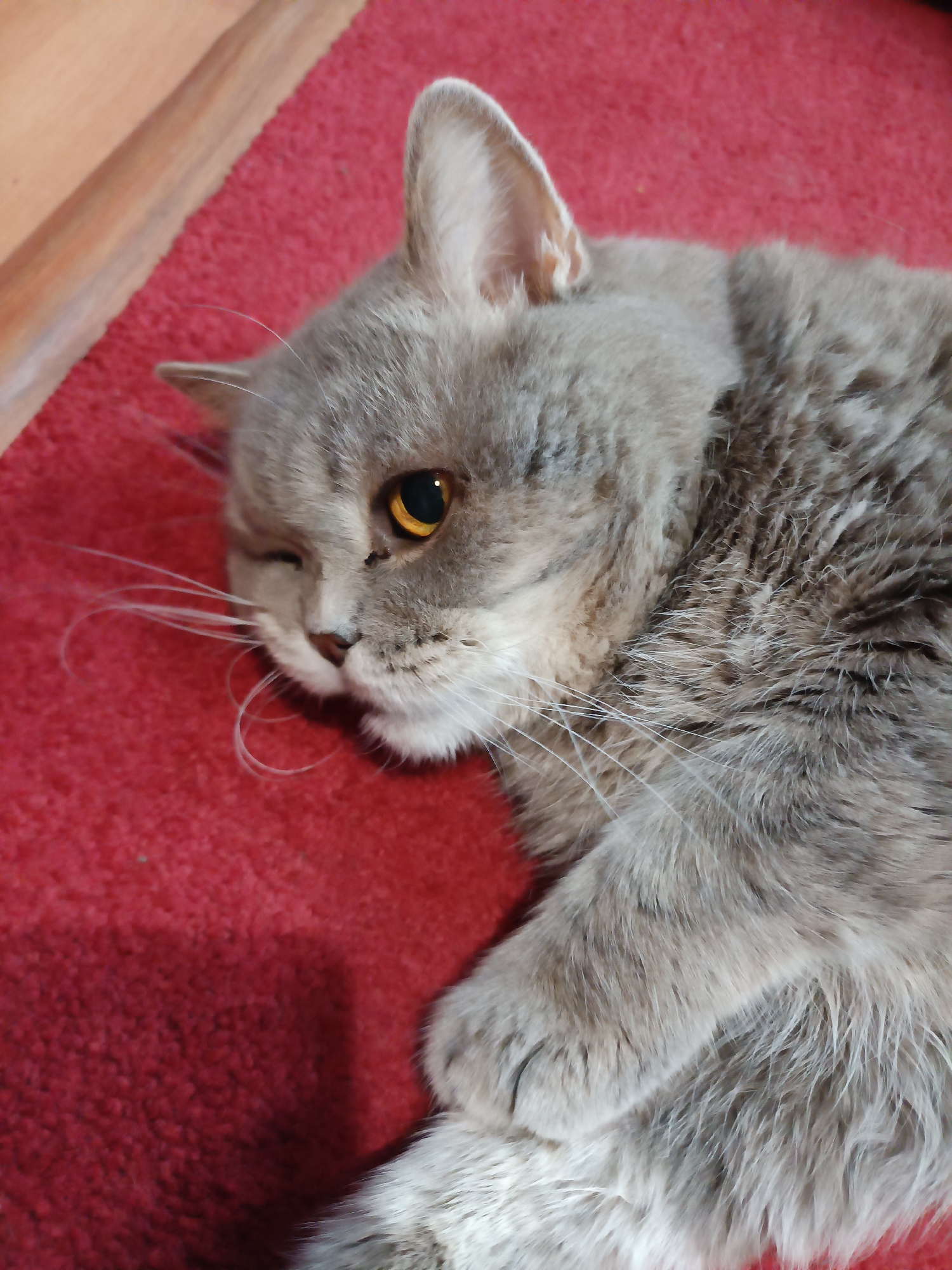 A gray cat with amber eyes lies on a red carpet. The cat is partially winking, with its left eye closed. Its fur is soft and fluffy, and it has long white whiskers. The cat's paws are tucked beneath its body. The background is a wooden surface. The image was taken in Bataysk, Russia.