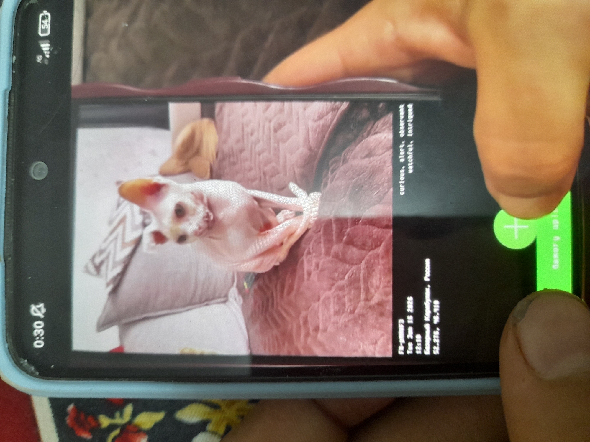 A phone displays a picture of a hairless cat, identified as "FB-pMHF3." The image metadata indicates it was taken on Tuesday, June 16, 2025, at 12:18 in Bashegniy Korabl'uk, Russia, with coordinates 52.276, 46.910. Below the cat's picture are the words "curious, alert, observant, watchful, intrigued." A green plus icon is visible at the bottom of the screen. The phone is held by a hand with a light blue case.