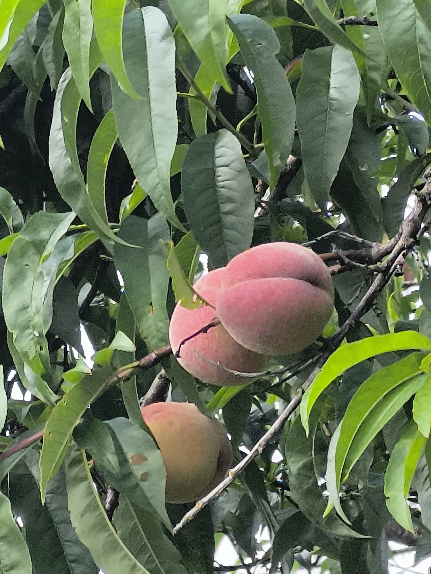 In the city of Mažučiai, Lithuania, a close-up, eye-level shot captures a branch of a peach tree laden with ripe fruit. Two peaches, one slightly larger and positioned in front of the other, are prominently displayed in the upper right quadrant. The foreground is dominated by lush, green leaves, some of which are out of focus, creating a soft backdrop. The peaches exhibit a gradient of color, transitioning from a reddish-pink hue on their exposed sides to a lighter, more muted tone where they are partially obscured by leaves or shadows. The fuzzy texture of the peaches is discernible, and a distinct crease runs vertically down the center of the larger fruit. Below these, a third peach, less in focus, is visible in the lower left of the frame. The branches of the tree are dark and gnarled, providing a sturdy support for the fruit and foliage. The lighting suggests it is daytime, with diffused light filtering through the leaves, casting subtle shadows and highlighting the vibrant colors of the fruit.