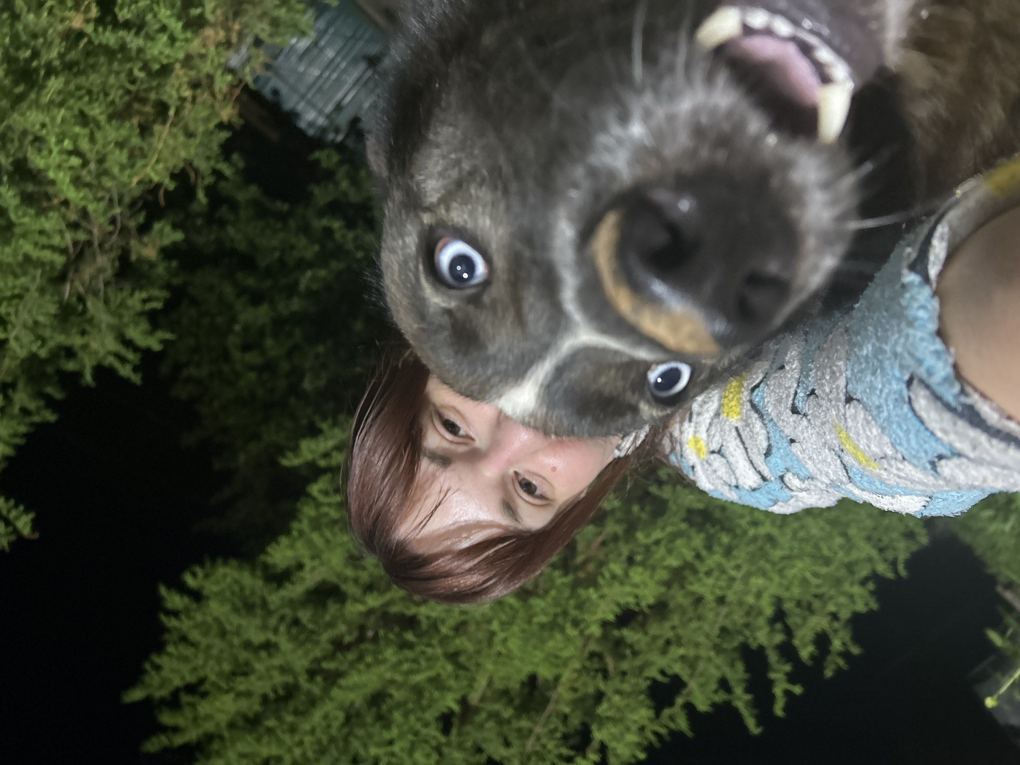 A woman with brown hair and fair skin holds a dog with blue eyes close to her face, likely taking a selfie. The dog is black and gray with white markings around its mouth, and its mouth is open, revealing teeth. The woman is wearing a patterned blue and white shirt. The background shows green trees and dark sky. Location: Фоки, Russia, based on the user prompt.