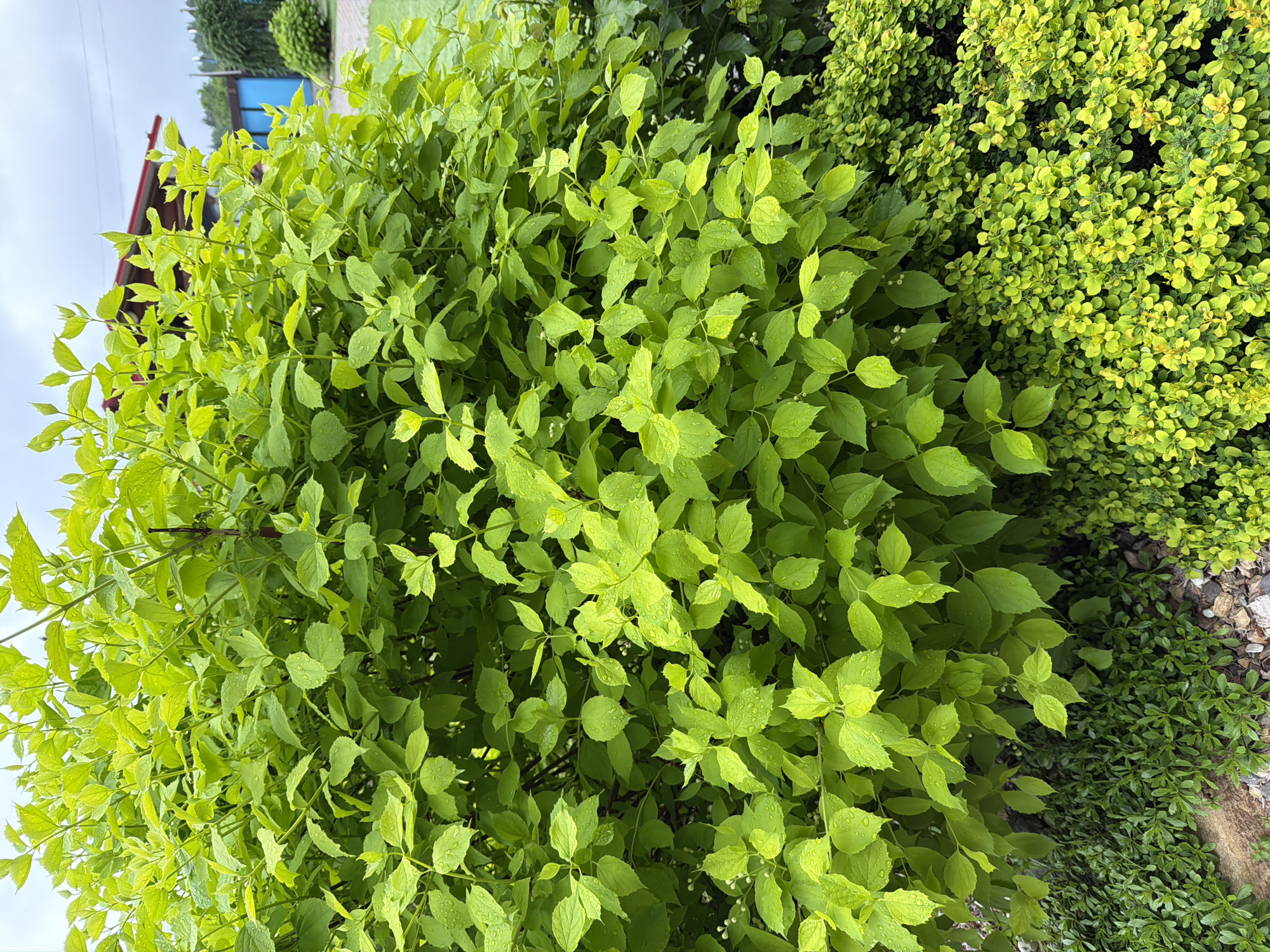 This media file presents a vibrant outdoor scene dominated by various types of lush green foliage, likely a garden or landscaped area in Chaikovsky, Russia.
The primary subject is a large, dense shrub positioned in the foreground and extending across most of the left and center of the frame. This shrub features numerous light green, ovate leaves, many of which are adorned with visible water droplets, indicating recent rainfall or dew. Small, white, bud-like structures are discreetly nestled among its leaves.
To the right, another distinct shrub is visible, characterized by a dense mass of smaller, rounder, and more yellowish-green leaves. Below this, closer to the ground, a third type of plant with smaller, darker green leaves serves as groundcover, adjacent to an area containing scattered gray and white gravel.
In the upper left background, partially obscured by the foreground foliage, glimpses of a building can be seen. It features a visible red roofline and what appears to be blue architectural elements, possibly part of a window or trim. The sky above is overcast, providing soft, diffused lighting for the scene.
No human activity is depicted, and the scene is static, highlighting the natural elements. The presence of water droplets on the leaves suggests the photograph was taken after rain or in the early morning. The overall impression is one of natural beauty and freshness. There is no visible text in the image.