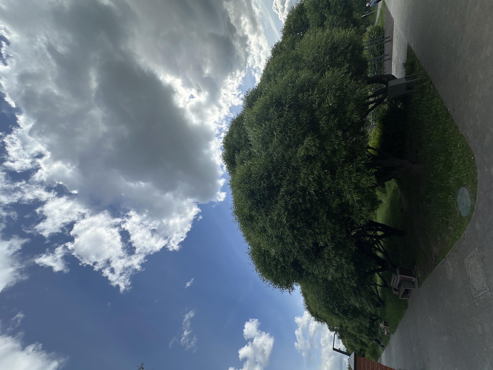 The image captures a scene in what appears to be a park or green space in Moscow, Russia. A row of trees with dense, green foliage lines a paved pathway. Benches are positioned under the trees. The sky is visible behind the trees, displaying a mix of blue sky and clouds. Some clouds appear dark and heavy, suggesting potential rain. The perspective is from a low angle, looking upwards. The angle is also titled on its right side. There are no people visible. A section of brick structure is visible at the bottom right.