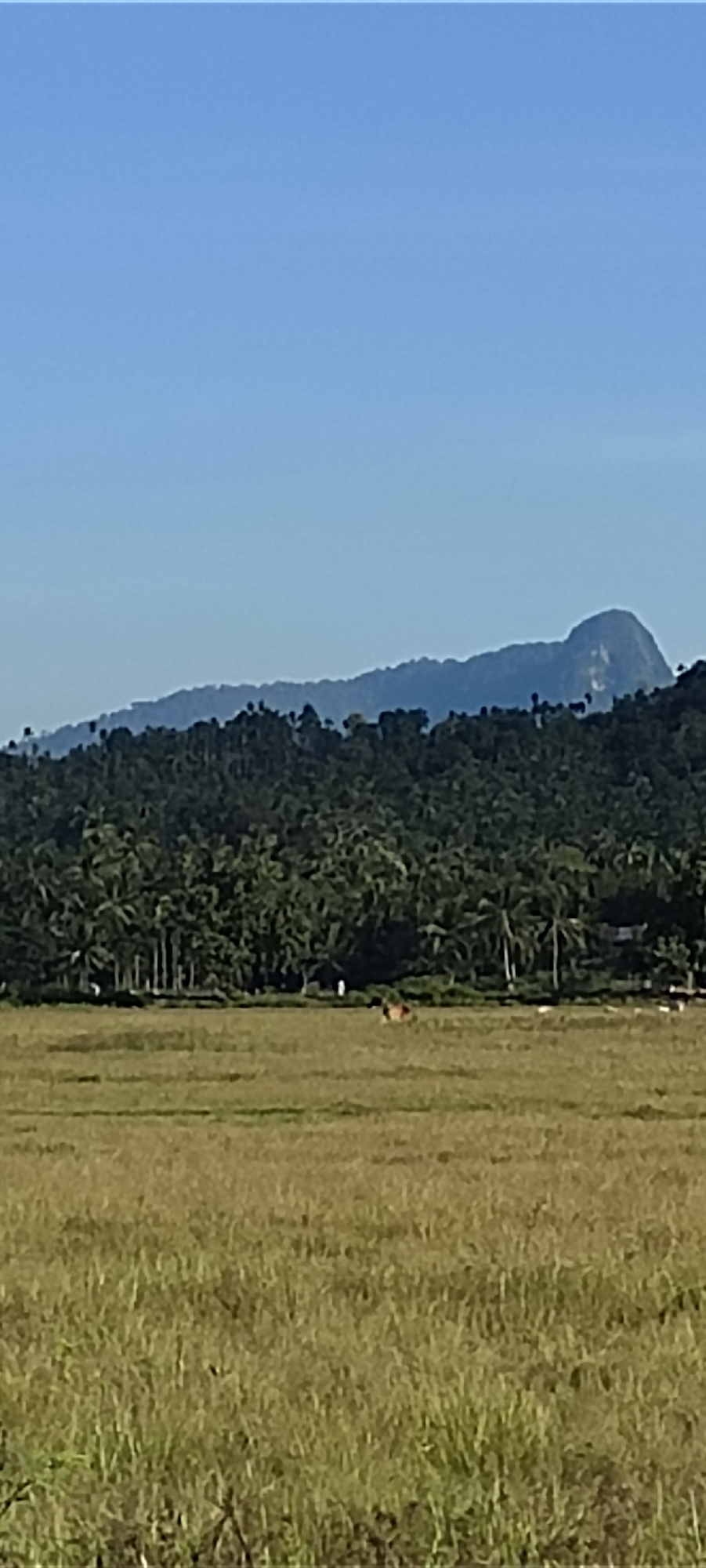 The image depicts a rural scene in Meunasahpulo, Indonesia. In the foreground is a field of tall, brown grass. Beyond the field is a line of palm trees and other vegetation, forming a dense forest edge. A series of small, light-colored objects is also visible in the middle ground, possibly farm animals. In the background, a mountain range is visible against a clear blue sky. The mountain range consists of several hills and valleys, with a taller mountain rising to the right.