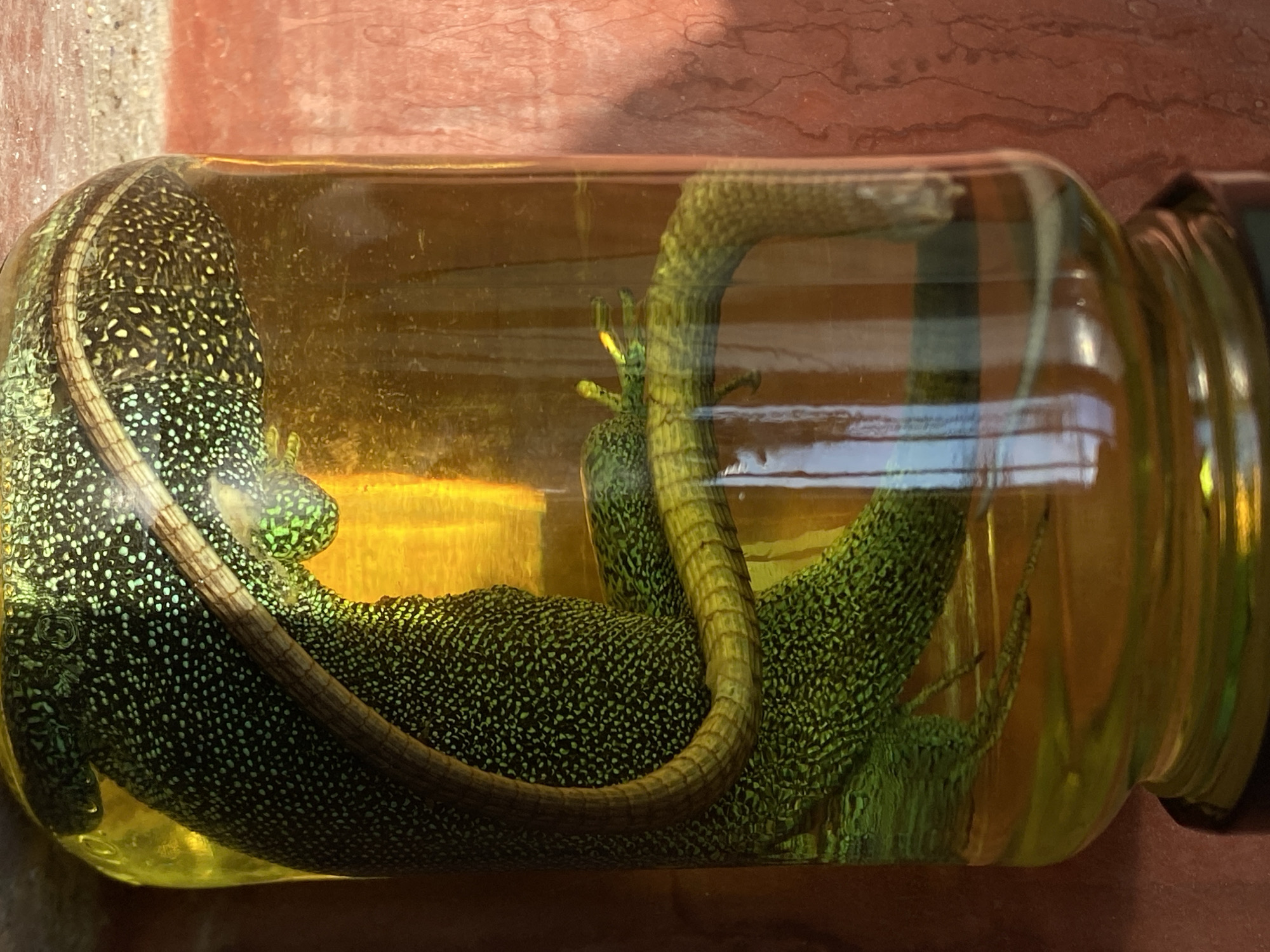 An adult monitor lizard, preserved in a glass jar filled with yellow liquid, is visible in the foreground. The lizard's body is coiled, with its tail wrapped around its torso. Its scales are a dark green with lighter green and white speckles. The jar is clear glass, with a black lid. The background is a reddish-brown textured surface. The image appears to be taken indoors, with the light source coming from the right, casting reflections on the glass jar. The scene is static, with no discernible actions or interactions taking place. The location in Belgrade, Serbia, is not discernible from the image itself.