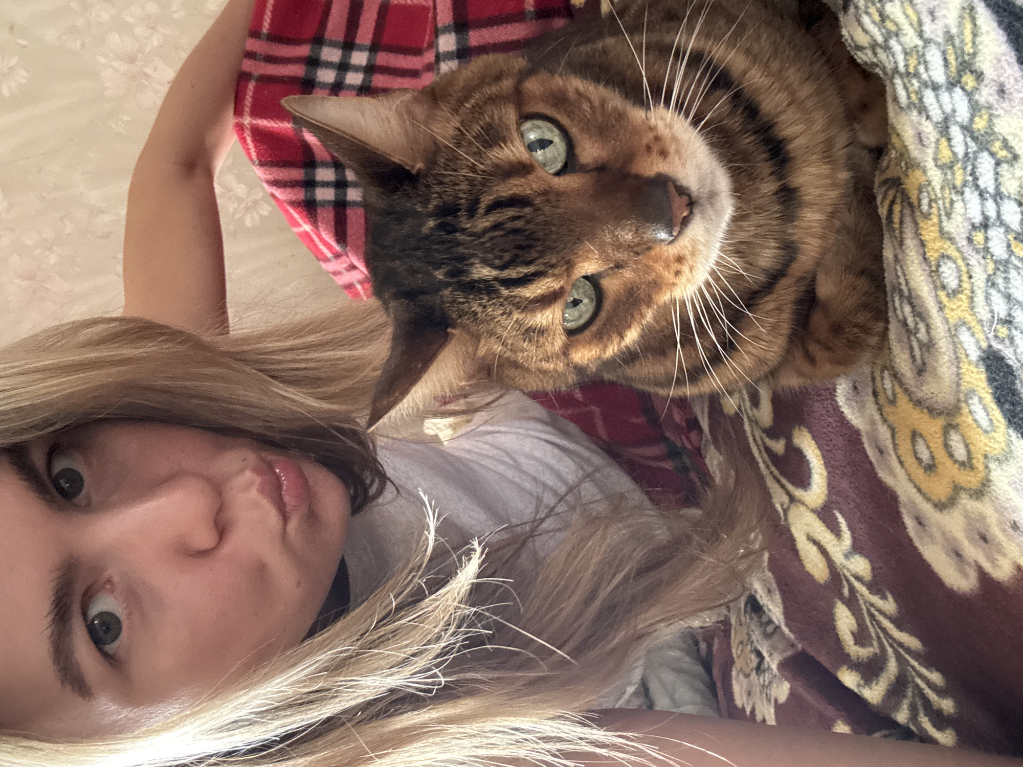 In this overhead, close-up shot, a person and a Bengal cat are snuggled together under blankets. The person, whose face is partially visible in the foreground, has blonde hair and is looking directly at the camera with wide, surprised eyes and puckered lips. The cat, positioned behind the person, is also looking at the camera with striking green eyes. Its brown and black striped fur is clearly visible, as are its long white whiskers. Both subjects are covered by blankets with distinct patterns: one red and black plaid, and another with a maroon background featuring yellow and white floral designs. The scene appears to be indoors, possibly in a bed or on a couch, given the presence of blankets and the soft lighting. The overall mood is one of intimacy and comfort, with both the person and the cat appearing relaxed and engaged with each other and the camera. There is no visible text in the image.