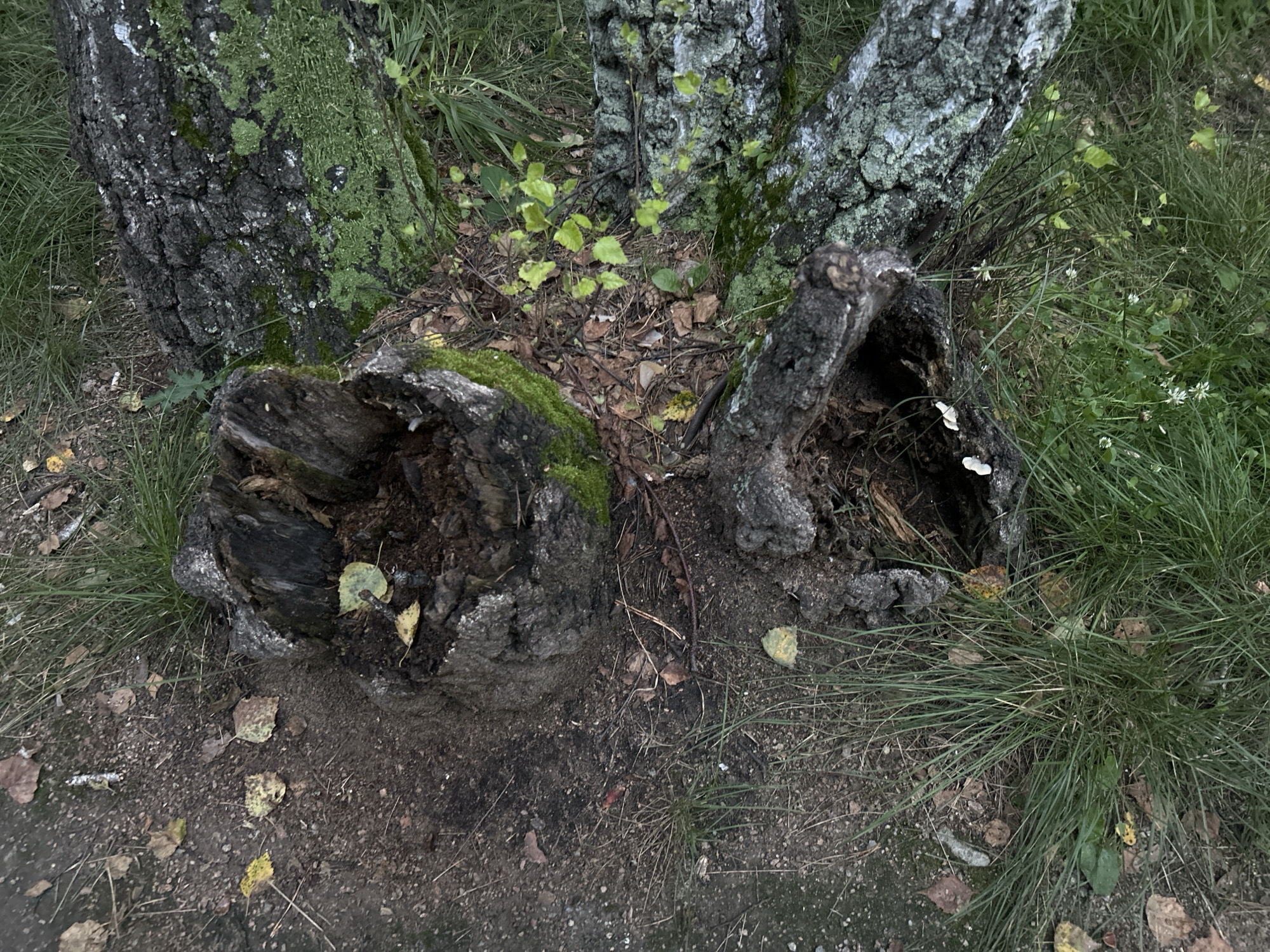 An overhead view shows two hollowed-out tree stumps and a fallen tree trunk on a forest floor. The stumps are dark gray and rough, with exposed wood and decaying material inside. Moss, a vibrant green, covers parts of the stumps and the fallen trunk. The fallen trunk lies to the right of the stumps, also dark and textured, with patches of moss. The ground is covered with dry dirt, scattered leaves in shades of brown and yellow, and blades of green grass. A few small white mushrooms are visible near the opening of the lower stump. The environment appears natural and undisturbed.