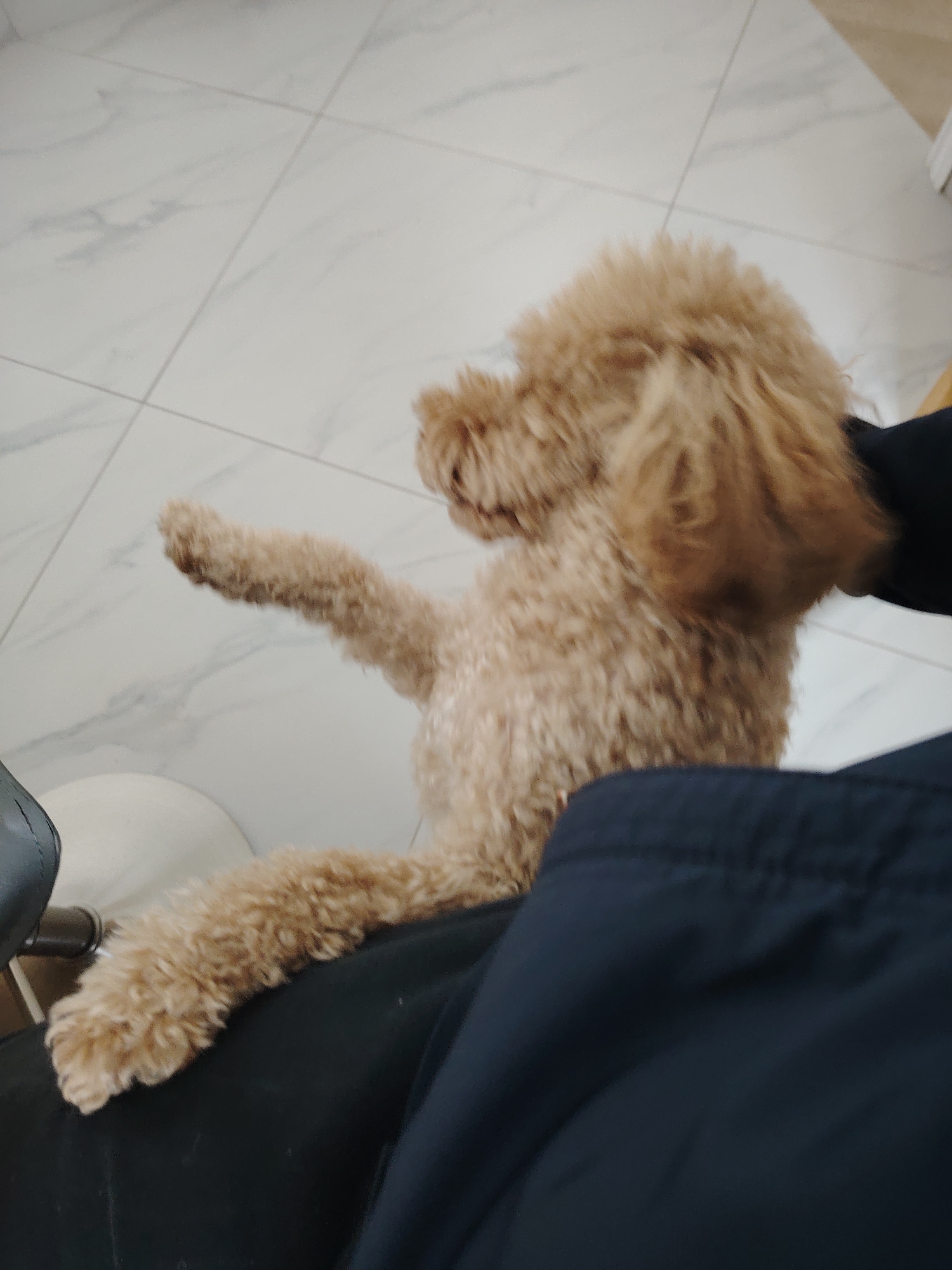 A light brown, fluffy dog, likely a poodle or similar breed, is captured indoors. The dog stands on its hind legs, with its lower body and one front paw resting on a person's lap. The person's legs, clad in dark blue or black trousers, are visible in the foreground, along with a dark, possibly leather, armrest or seat cushion on the left. The dog's head is turned slightly to the right and upwards, giving an impression of attentiveness or anticipation, perhaps "begging" for attention or a treat. One of its front paws is lifted in the air. The background features a clean, light-colored tiled floor with faint marble-like patterns and visible grout lines, suggesting an indoor setting like a home. The lighting appears soft and ambient, characteristic of an interior space. No specific time of day or weather conditions are discernible from the image. There is no visible text. The scene depicts a casual interaction between a pet and its owner. This media file originated from Peterborough, United Kingdom.