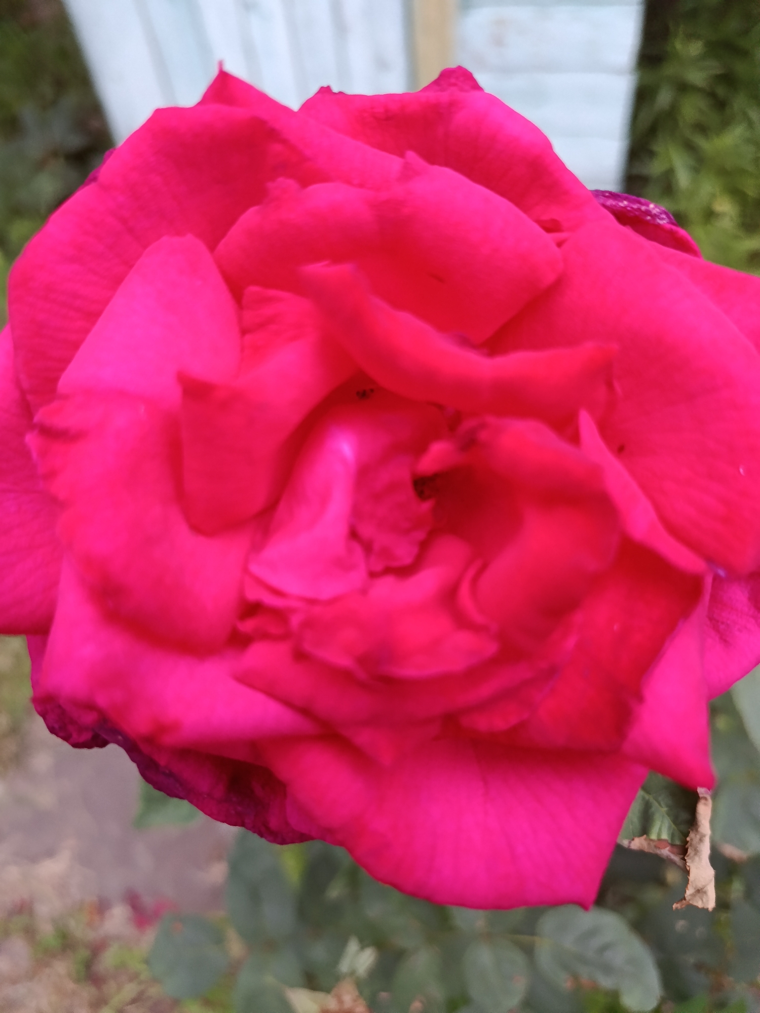 A close-up, overhead shot showcases a vibrant, fully bloomed fuchsia rose, its petals layered and unfurling in the center. The rose is positioned in the foreground against a softly blurred background. To the left, a pale blue wooden fence is visible, and to the right, lush green foliage suggests an outdoor garden setting. The lighting indicates it is daytime, likely under natural sunlight, casting subtle shadows and highlighting the velvety texture of the rose petals. The scene appears to be a private garden or park within the city of Smila, Ukraine, given the typical domestic flora and fencing. No individuals or specific actions are depicted.