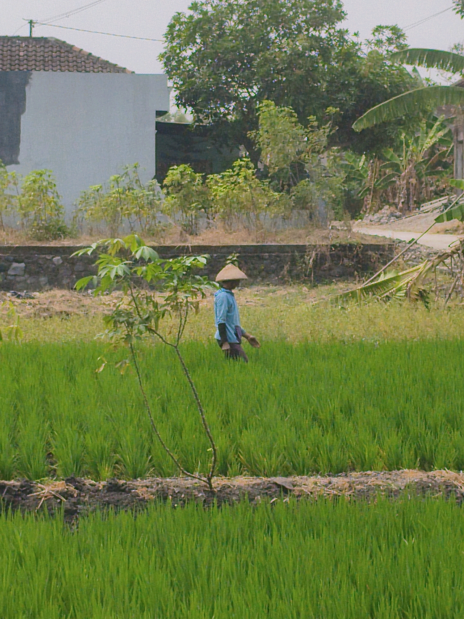 The image depicts a person wearing a conical hat and a blue shirt walking through a lush green rice paddy field. The person appears to be working or walking, with their right arm extended slightly. In the background, a white building with a tiled roof is visible, along with trees and vegetation. The scene is set in a rural environment, likely in Gondangrejo, Indonesia, given the agricultural landscape. The lighting suggests it is daytime.