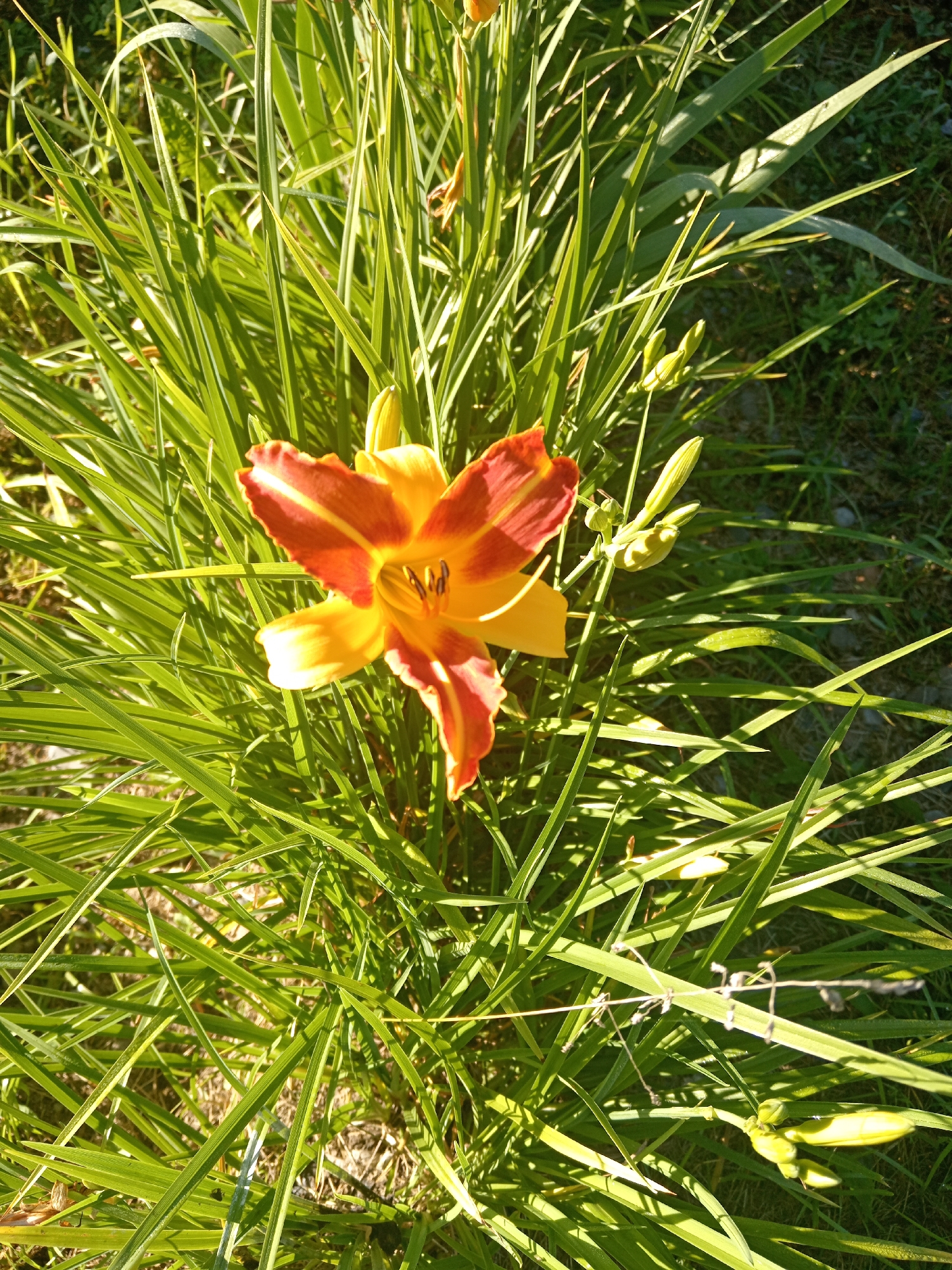 The image shows a close-up view of a vibrant orange and yellow daylily flower blooming amidst lush green grass. The flower, with its ruffled petals and dark stamens, is the central focus. Several unopened flower buds are visible on the stem near the main bloom. The surrounding foliage is dense and textured, with long, slender blades of grass casting shadows in the sunlight. The ground beneath the grass appears to be soil with some scattered dry leaves or debris. The lighting suggests it is daytime, with the sun casting a warm glow on the scene, highlighting the dew drops on the grass blades. The image does not depict any people or specific structures that would indicate a precise location within Novopokrovka, Russia, beyond a natural outdoor setting.