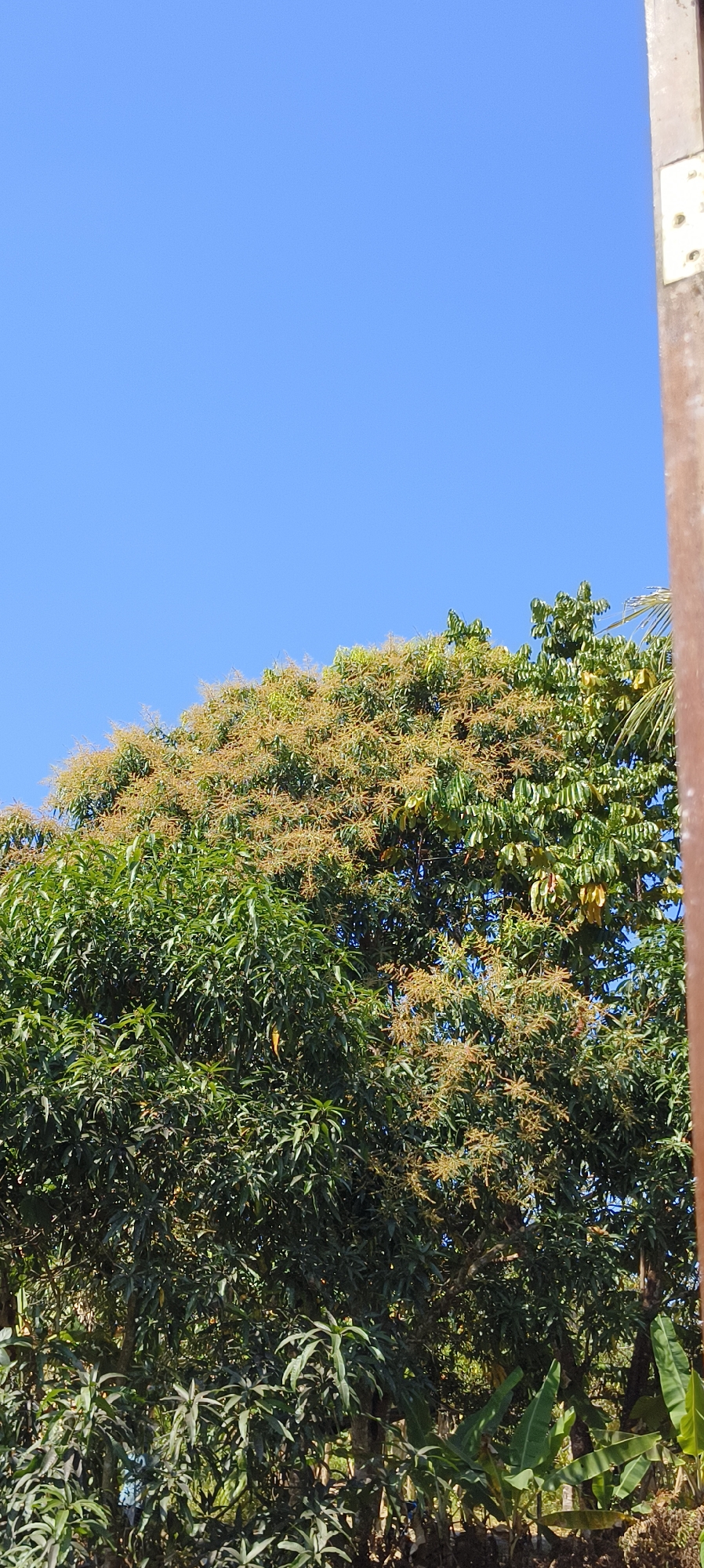 The image displays a mango tree in bloom, with its branches laden with small, yellowish flowers. The tree is lush and green, with dense foliage. In the background, a clear blue sky is visible. The presence of a wooden pole with metal fixtures on the right side of the image suggests it is located near a built environment, possibly a residence or a utility pole. The scene is consistent with the tropical climate of Waisai, Indonesia, where mango trees are common. No people are visible in the image.