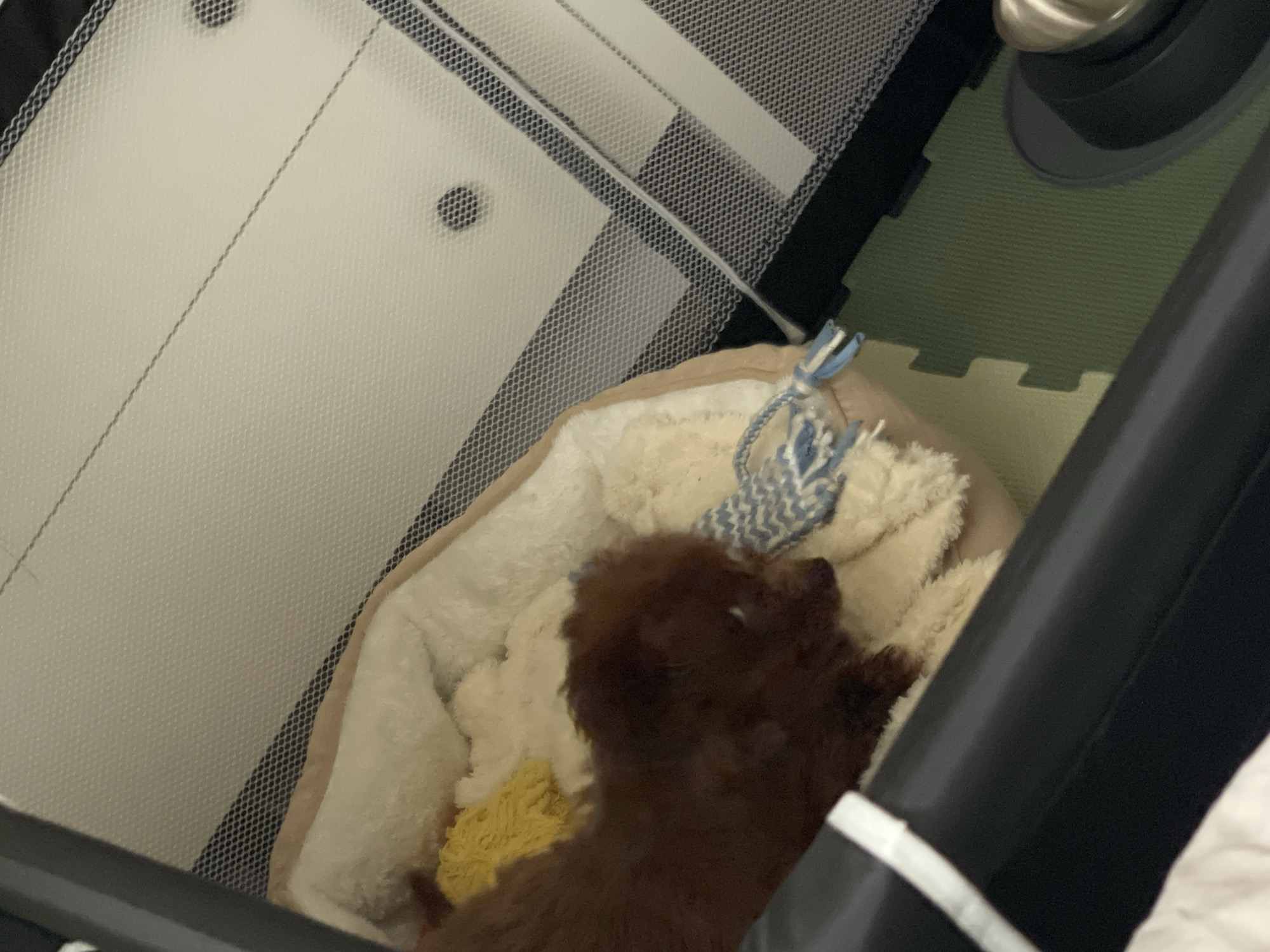 A small, brown puppy rests in a soft, beige and white bed with a blue and white tassel in a playpen. The playpen has black framing and white mesh walls. The floor underneath consists of green foam puzzle pieces. There is nothing indicating the location is Sofia, Bulgaria.