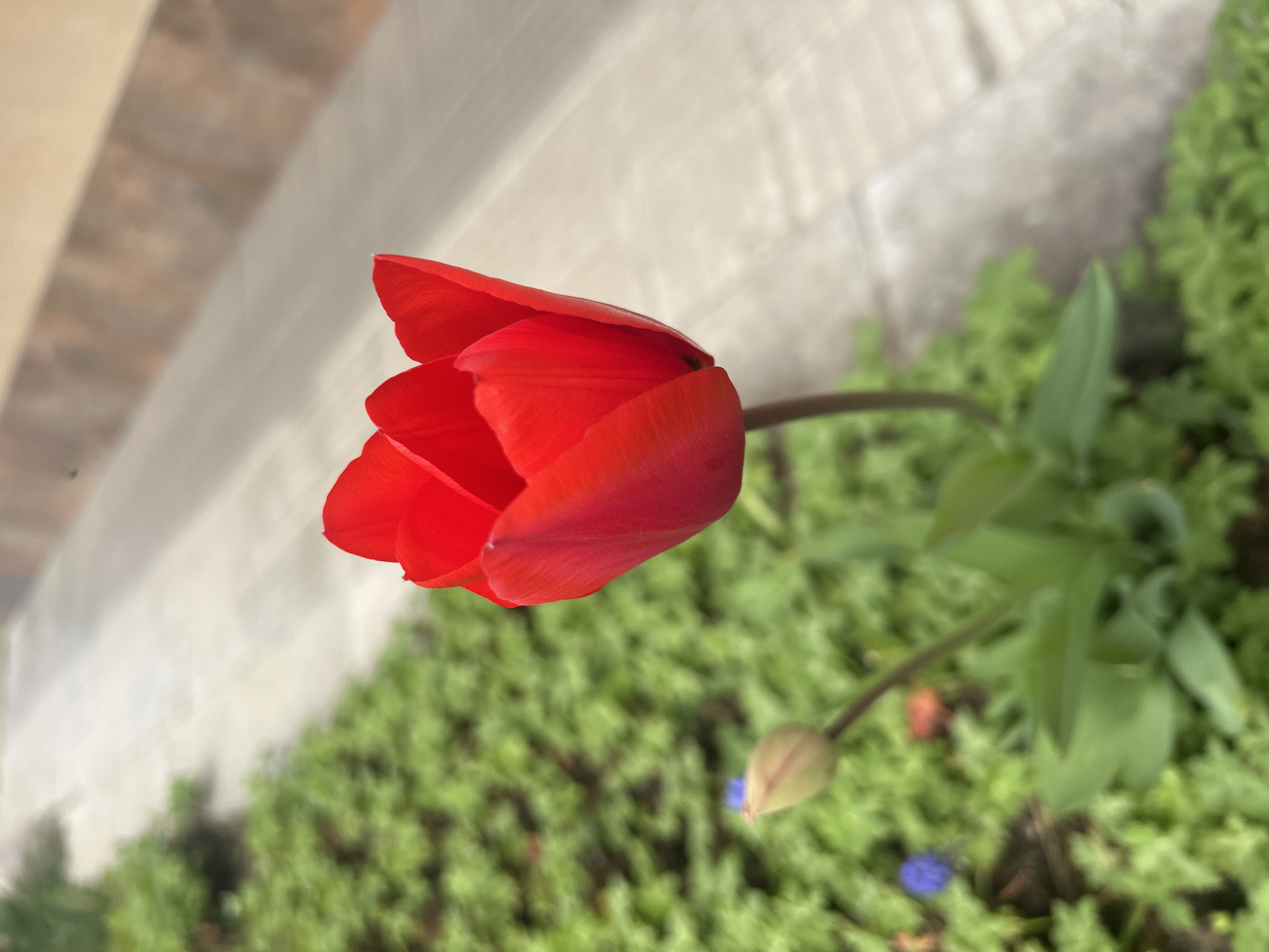 A red tulip flower in partial bloom is positioned centrally in the image, with its stem and leaves extending towards the right side. In the background, there is a patch of green ground cover. An adjacent wall is visible at the top left, suggesting an urban or garden setting. There's a closed tulip on the right side.