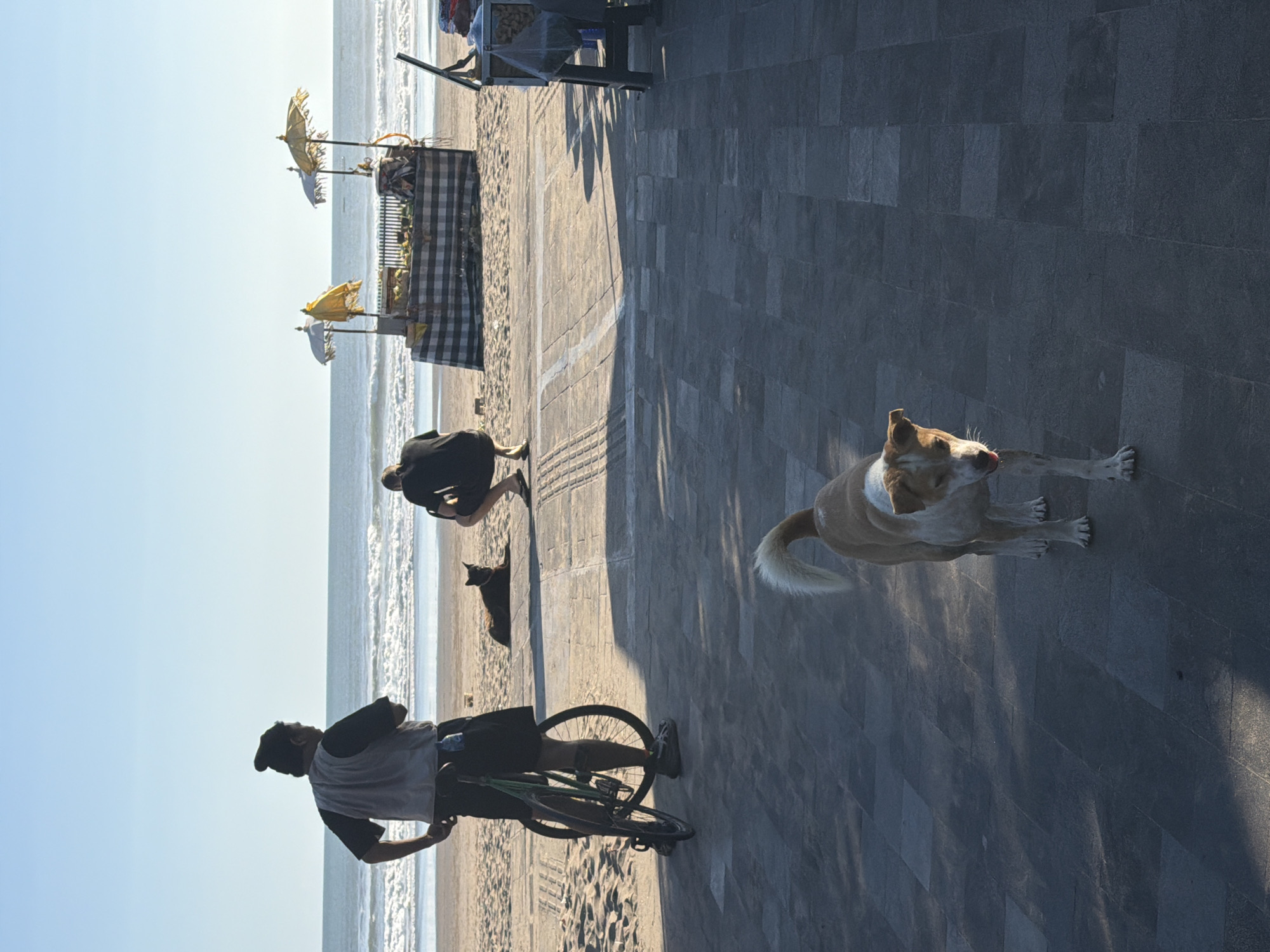 In North Kuta, Indonesia, on a beach promenade, a tan and white dog walks towards the camera on a paved walkway. In the background, a man stands with a bicycle, facing the ocean. Another person is crouched on the sand near a beach stall with umbrellas. The sea and sky are visible behind them.