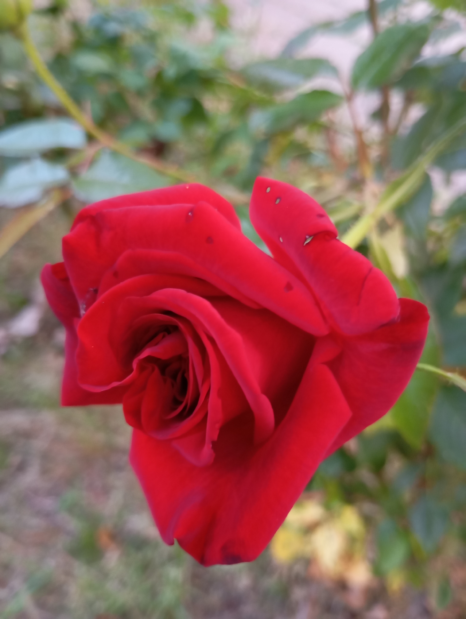 A single, vibrant red rose is in full bloom, its velvety petals unfurling in a spiral formation. The rose is the central focus of the image, positioned slightly to the left of center. Some minuscule black specks, likely aphid droppings or small insects, are visible on the outer petals. The rose appears to be outdoors, with blurred green foliage and a hint of dried grass in the background, suggesting a garden or park setting. The lighting is soft, indicating it might be early morning or late afternoon. No people or actions are depicted. The image does not contain enough information to determine its location in the city of Goryachiy Klyuch, Russia.