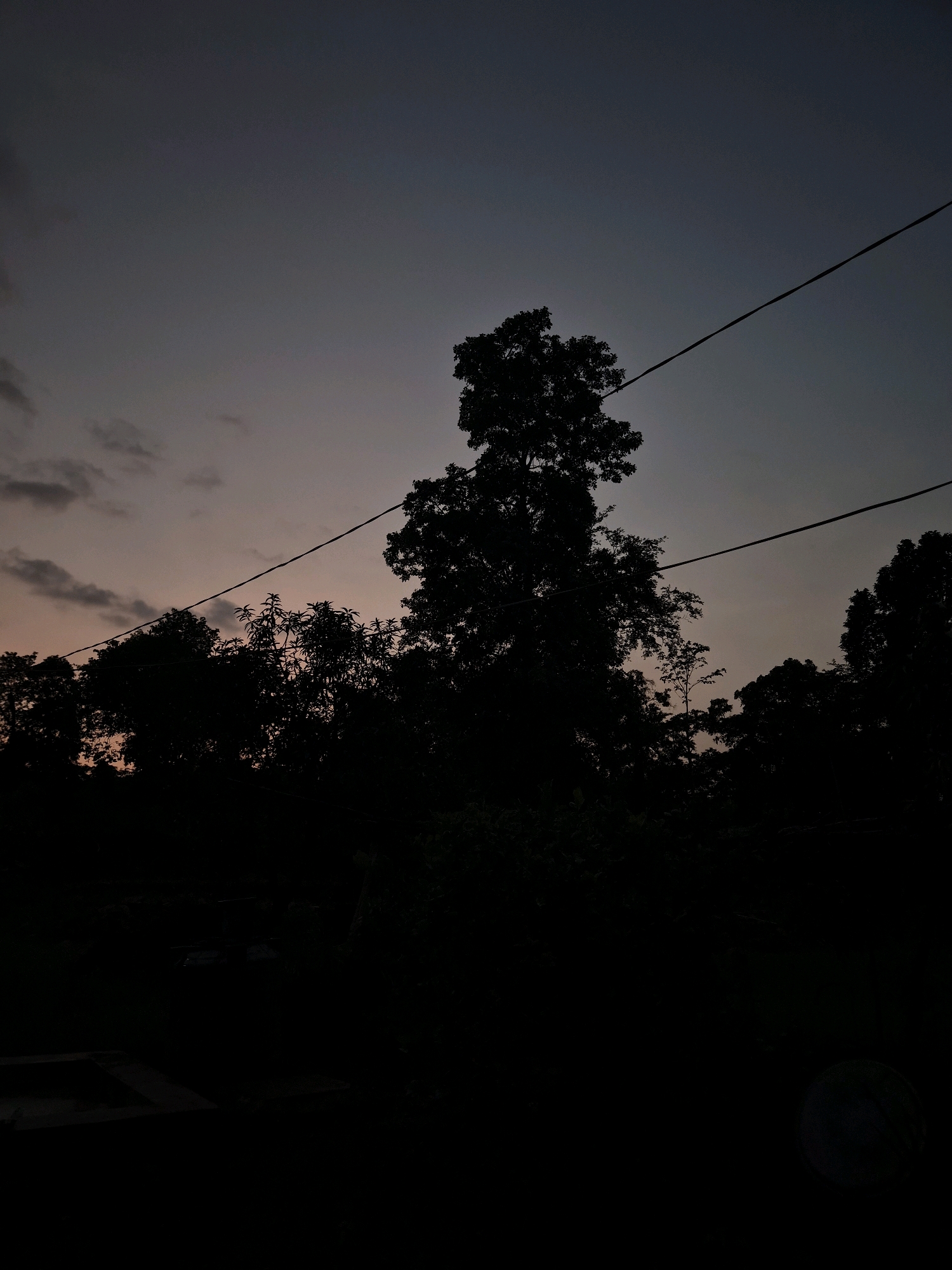 The image depicts a silhouetted landscape at dusk, with a deep blue and faint pink sky. A large tree stands prominently in the center, its branches reaching towards the sky. Several power lines traverse the frame horizontally. The foreground is almost entirely black, with the indistinct shapes of foliage and possibly some man-made structures. The scene is devoid of any people or animals. The overall atmosphere is serene and twilight. There is no visible indication of the location being Karuth, India.