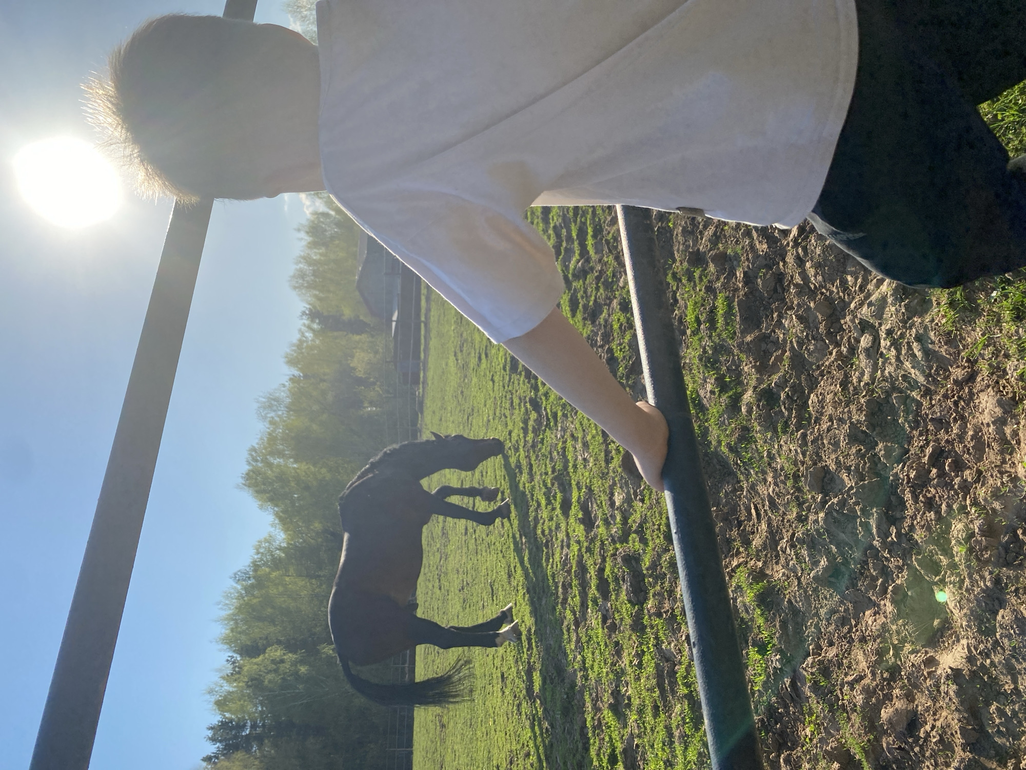 A person in a white shirt and dark pants is standing next to a metal fence in a grassy field on a sunny day. A dark-colored horse is in the field behind the fence. Trees are visible in the background. The location is possibly Chaikovsky, Russia.