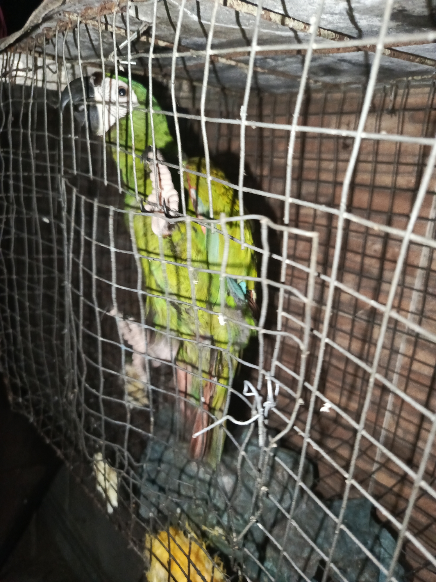 A green parrot is inside a wire cage. The cage is likely indoors, based on the background. There are unidentifiable objects at the bottom of the cage. There is no visible indication of the location of the image in Los Leoncitos, Venezuela. No people are visible in the image.
