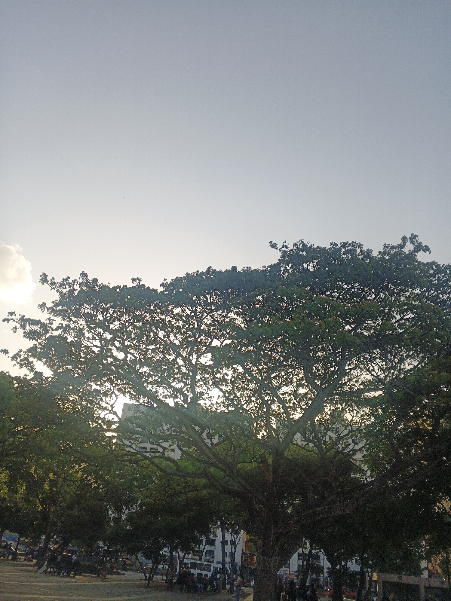 The image depicts a park scene in Caracas, Venezuela, bathed in the soft light of either sunrise or sunset. A large, mature tree dominates the frame, its dense canopy filling the upper portion. The branches are intricate, silhouetted against the sky, and glimpses of sunlight peek through the foliage. In the background, buildings are partially visible through the trees.
Below the tree, people are gathered in the park, some sitting on benches, others standing and walking. The overall scene suggests a public space where people are relaxing and socializing. The lighting indicates a tranquil atmosphere.