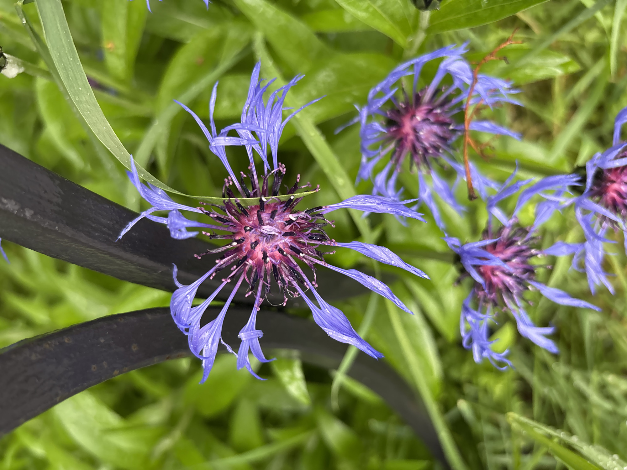 The image displays a close-up of several blue cornflowers with vibrant purple centers, set against a background of lush green foliage. The flowers appear delicate, with slender, spiky petals, some of which are beaded with tiny water droplets, suggesting recent rain or dew. A dark, curved object, possibly a piece of garden edging or a stem, runs across the lower left portion of the frame, providing a contrasting texture and color to the soft petals and leaves. The lighting suggests it is daytime, and the overall mood is natural and serene, highlighting the intricate beauty of the wildflowers. The scene is likely an outdoor garden or natural setting in Murmansk, Russia. There is no visible text in the image.