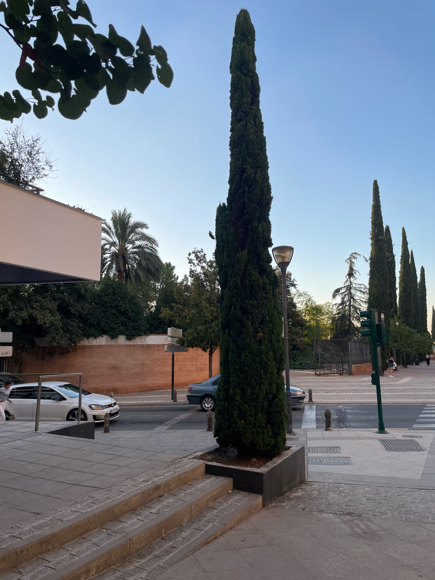 In Granada, Spain, on a street lined with tall cypress trees, a white Volkswagen Golf is parked on the right side of the road. A pedestrian walks near the car. The street is paved with cobblestones and asphalt. A brick wall with Arabic inscriptions is visible in the background. The sky is clear and blue, suggesting it is daytime.