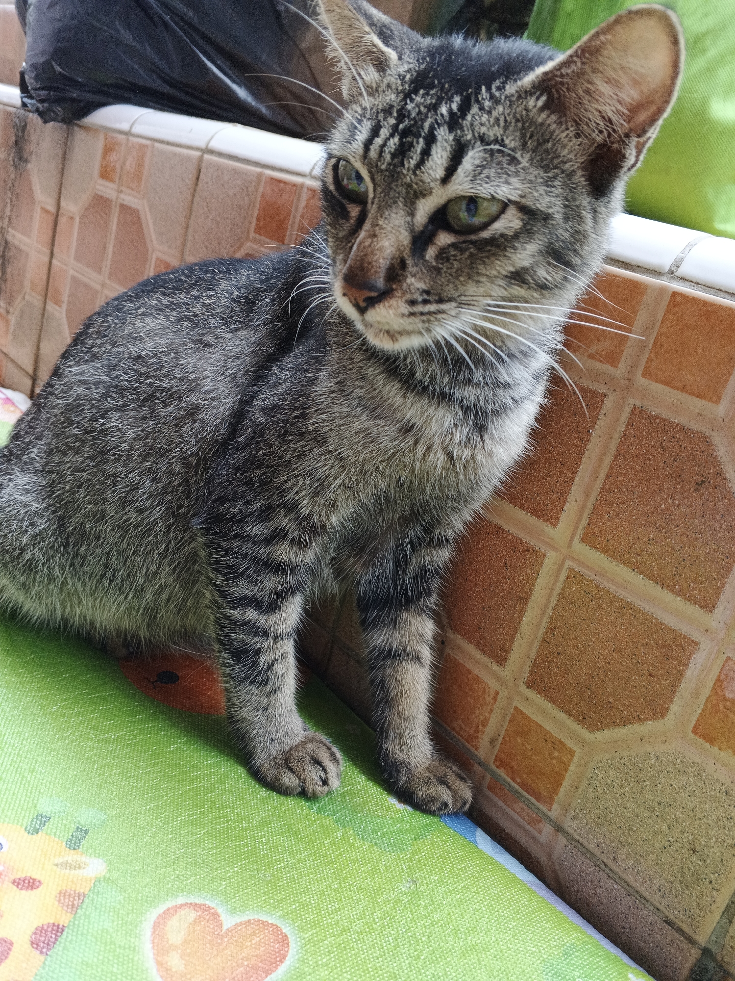 A tabby cat is sitting on a green mat with a cartoon animal pattern, near a tiled wall. The cat is facing left and has green eyes. The wall is made of orange and brown tiles. Behind the wall, there is a black plastic bag. The environment appears to be outdoors, possibly a backyard or patio area. The image is taken from a slightly high angle.