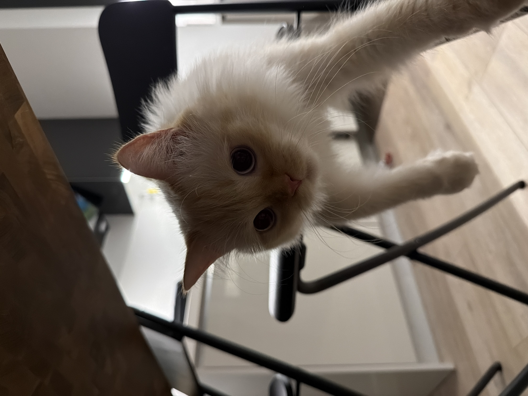 A light-colored, fluffy cat with large dark eyes is leaning over a black folding chair, looking directly at the camera. The cat's paws are dangling in front of it. The background is blurred, but appears to be an indoor setting with a wooden floor, a white wall, and a dark object, possibly another chair, behind the cat. A portion of a wooden table is visible in the upper left of the frame. The scene is not discernibly located in Çekmeköy, Turkey.