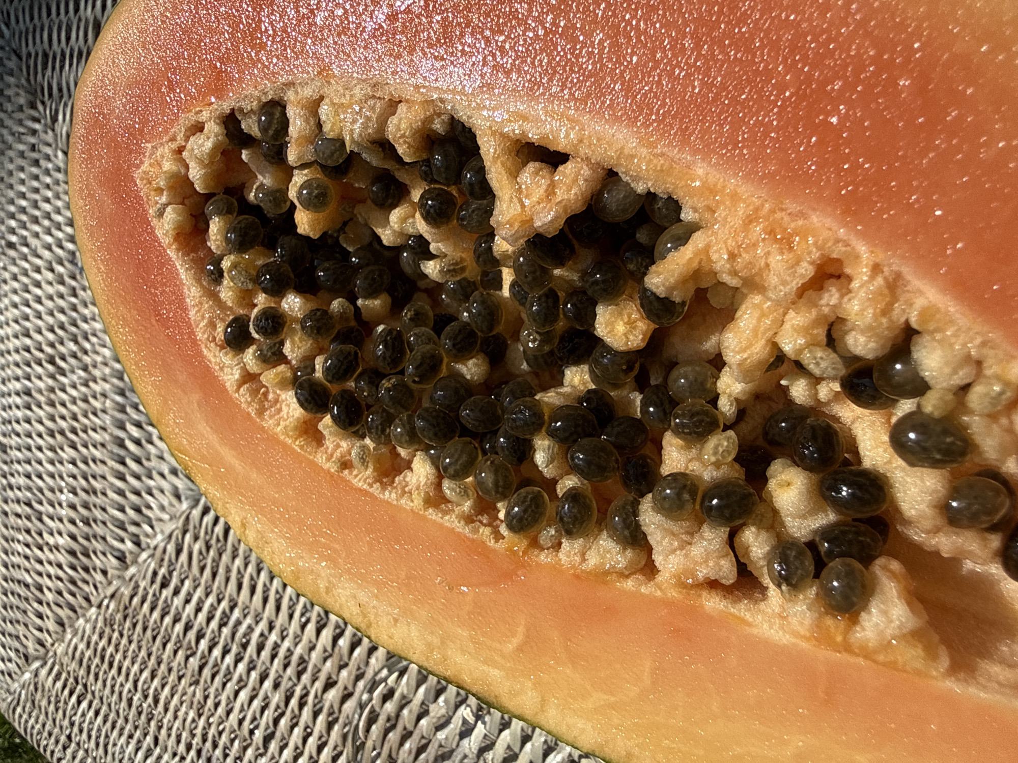 The image shows a close-up, high-angle shot of a halved papaya fruit resting on a woven surface. The papaya is bright orange with a central cavity filled with numerous black, oval seeds embedded in a gelatinous, lighter-colored pulp. The skin of the papaya is a vibrant orange-pink, with some areas reflecting sunlight. The woven surface beneath the papaya is a neutral gray color with a criss-cross pattern. The lighting suggests it is daytime, possibly outdoors, casting a bright illumination on the scene. There are no people or animals visible in the image. The scene is a still life focusing on the texture and color of the fruit and its seeds. There is no information within the image that would allow for the identification of a specific location within Bad Sachsa, Germany.