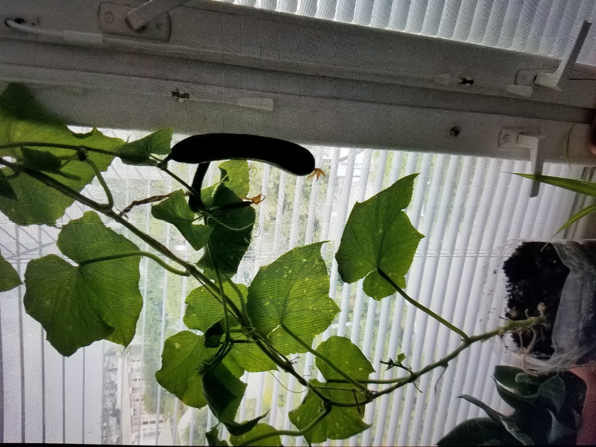 A single, dark green cucumber hangs from a vine in front of a window with white blinds. The cucumber is elongated and appears to be about six inches long. The vine has several large, green leaves and is supported by a thin, brown stem. The plant is growing in a clear plastic container filled with dark soil. In the background, through the window, a blurry cityscape can be seen. The scene appears to be indoors, likely in an apartment or house, with the window providing natural light. The location is the city of Tiraspol, Moldova.