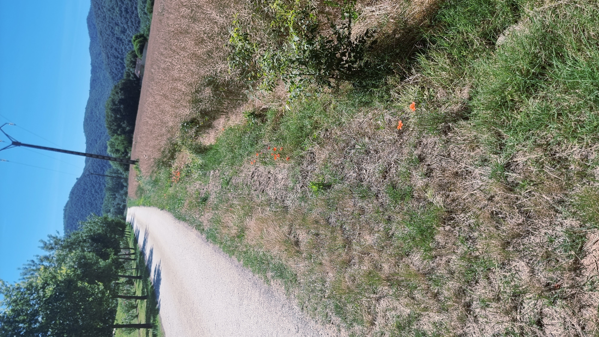 A dirt road curves to the left, bordered by a row of trees on the left and a field of dried vegetation on the right. The field is characterized by tall, straw-colored stalks. The grass alongside the road appears dry and sparse in places, with patches of greener growth. Several bright orange poppies are visible scattered in the grassy area near the road. In the background, rolling green hills are covered in dense vegetation, and a clear blue sky stretches overhead. A utility pole with power lines is situated in the middle ground, to the right of the road. The scene captures a rural landscape in the municipality of Montagut i Oix, Spain.